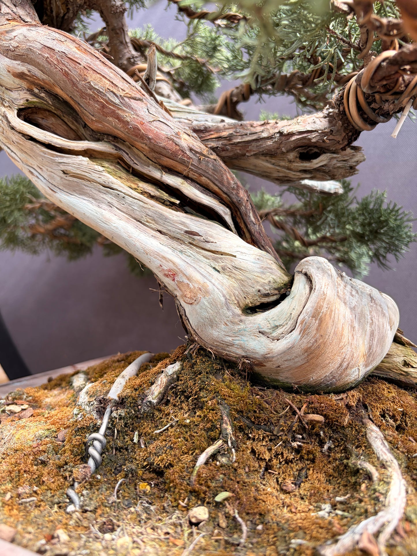 Shimpaku juniper