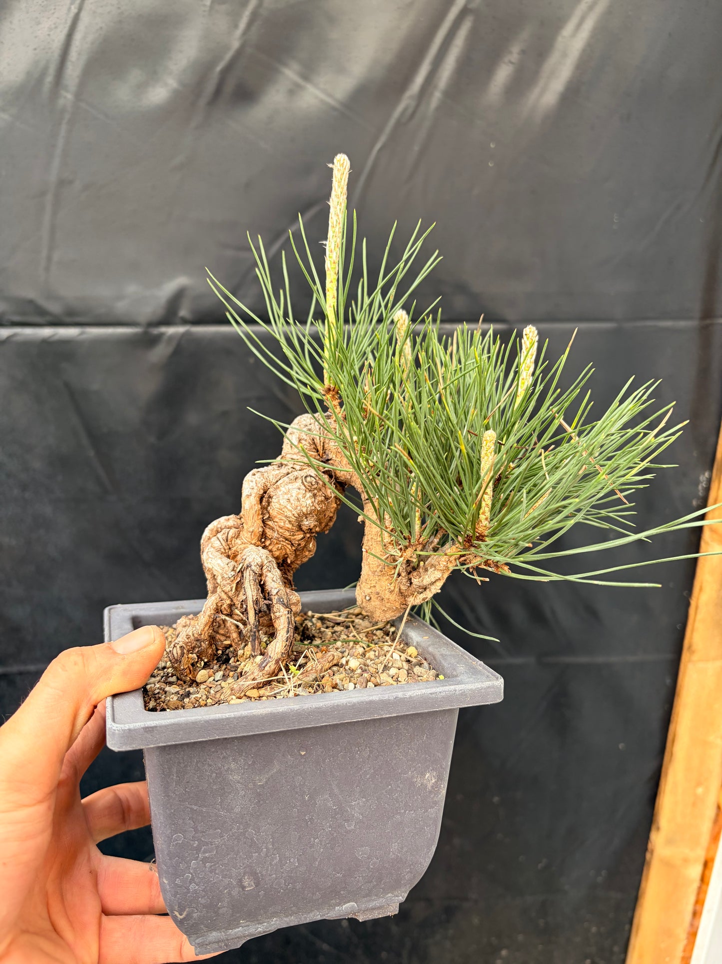 Japanese black pine