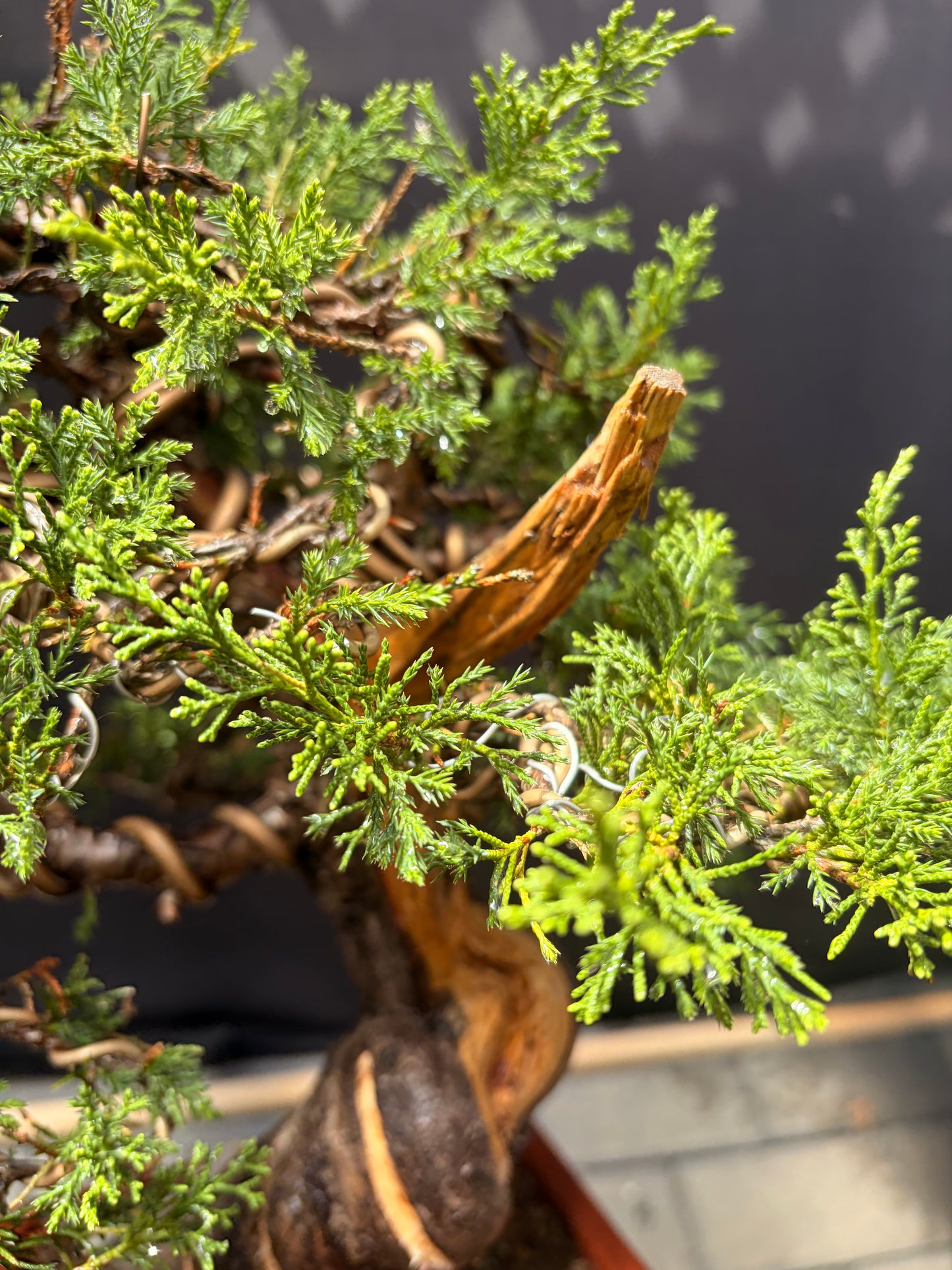 Shimpaku juniper itoigawa