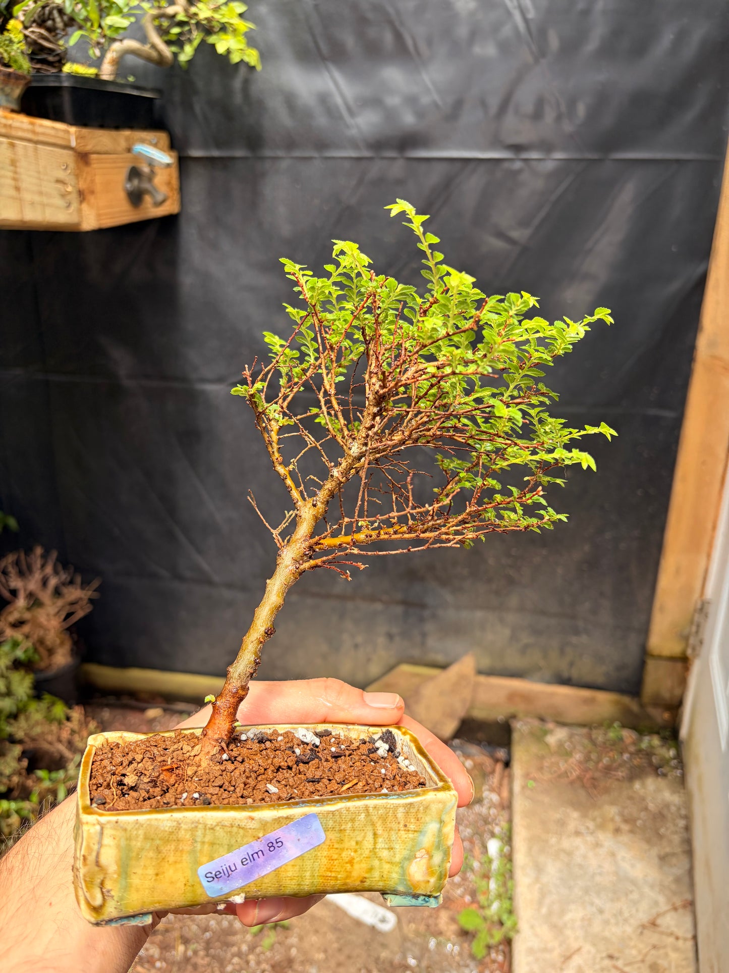 Seiju chinese elm