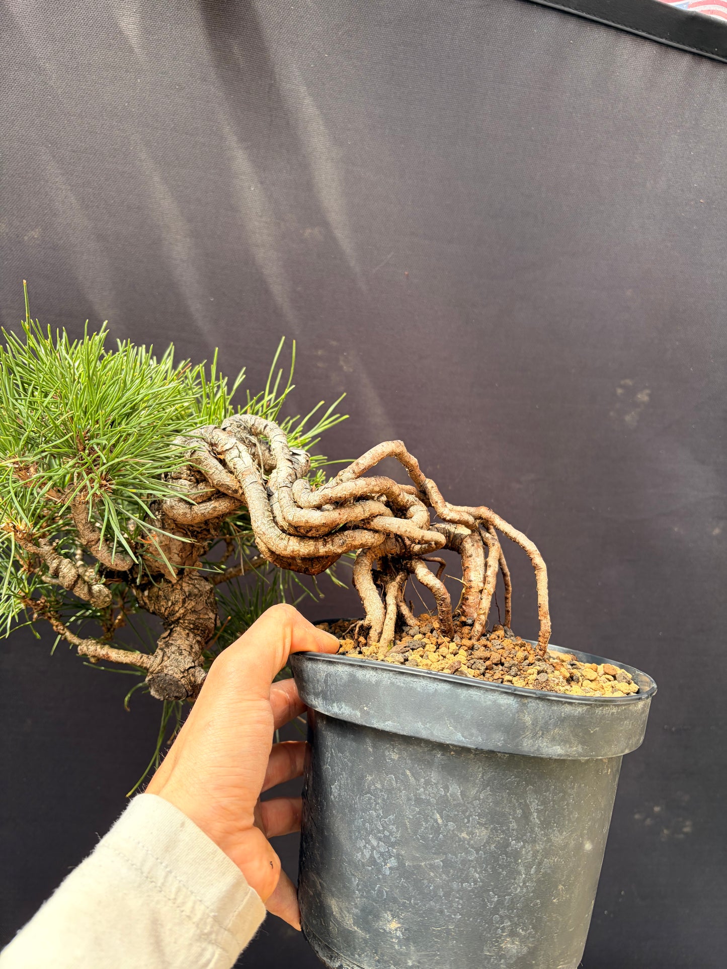 Japanese black pine exposed roots