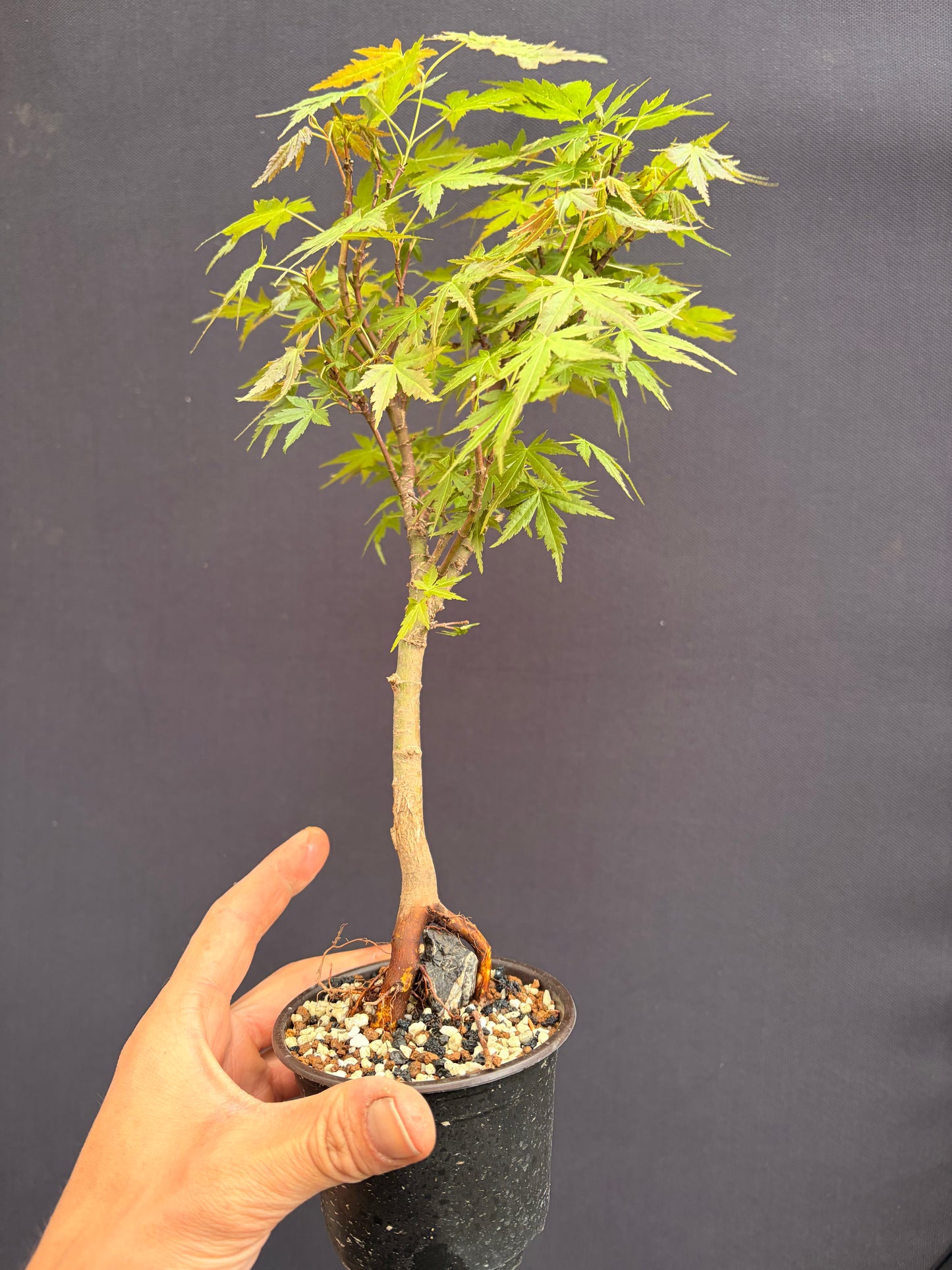 Dwarf Japanese maple over rock