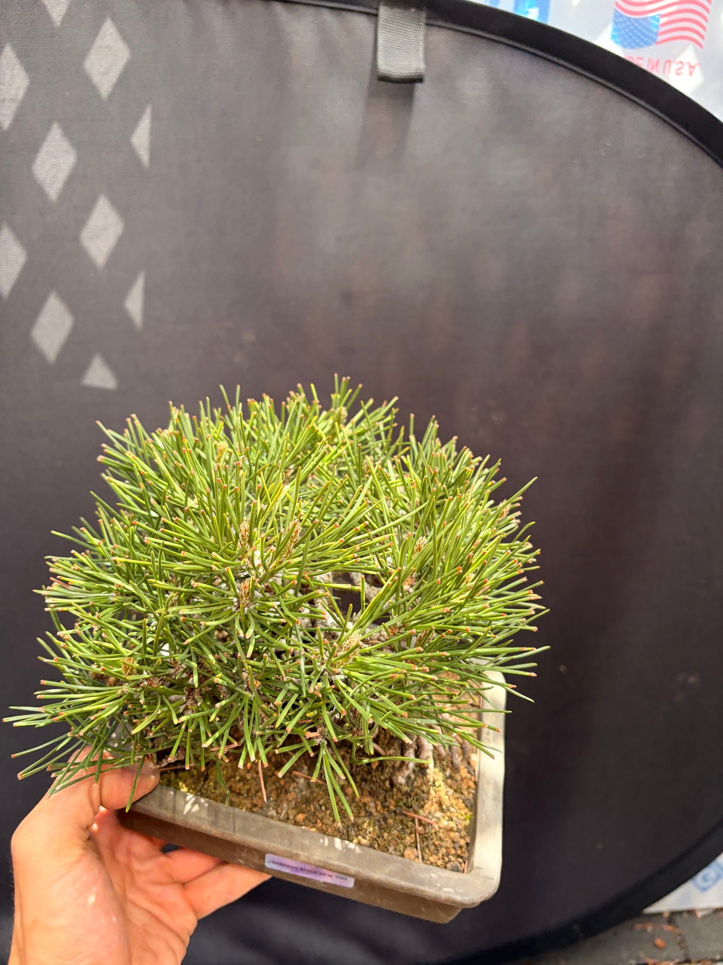 Japanese black pine