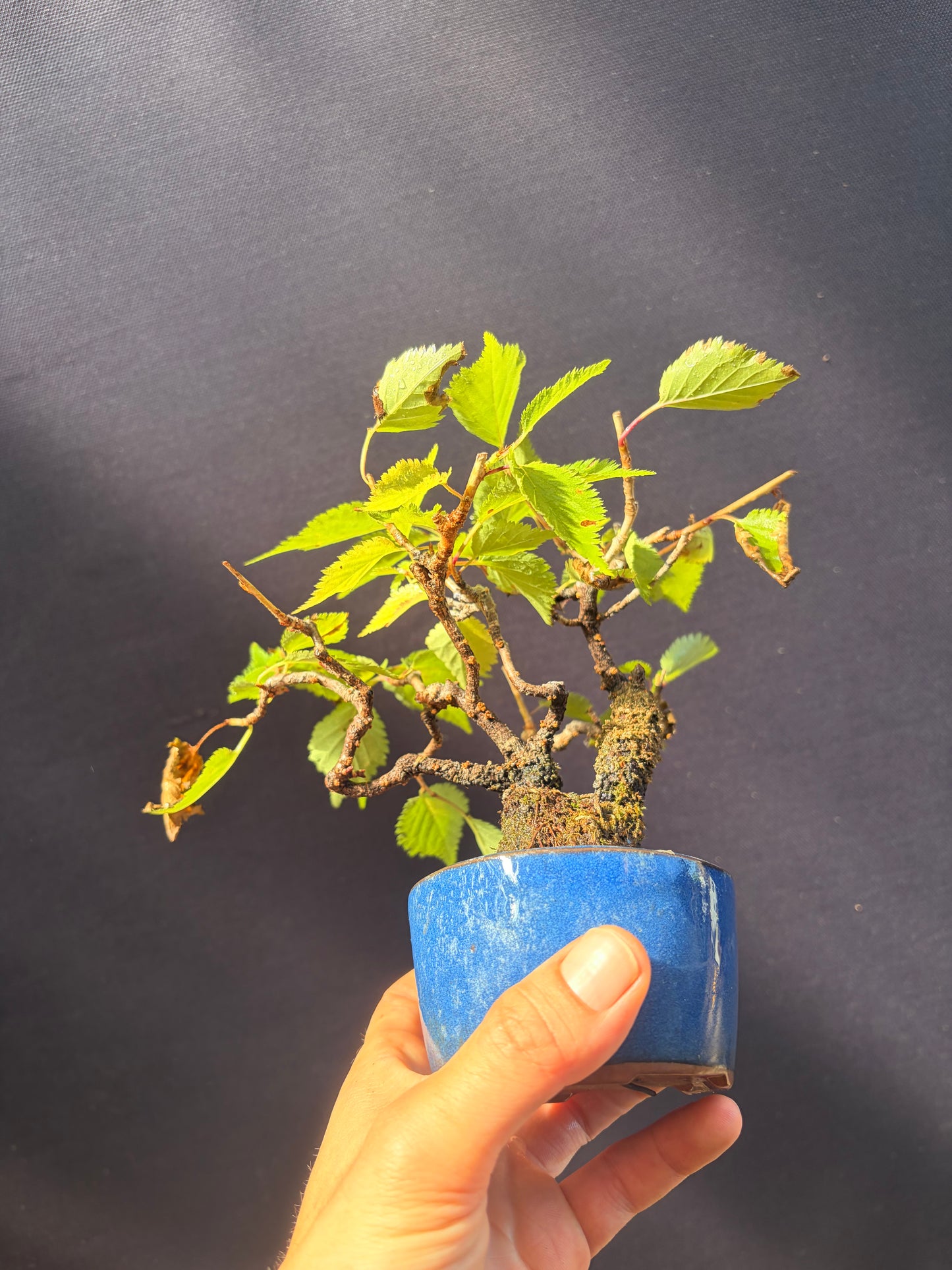 Ume