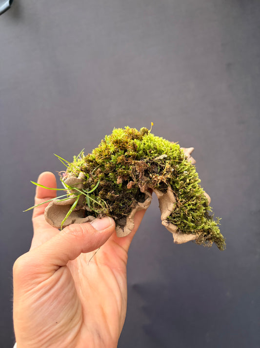 Moss accent