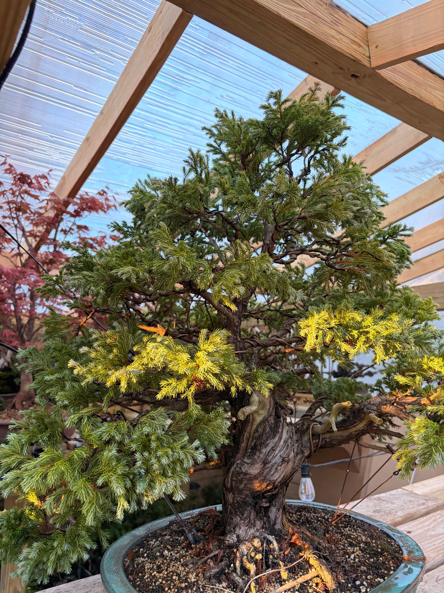 Sawara cypress