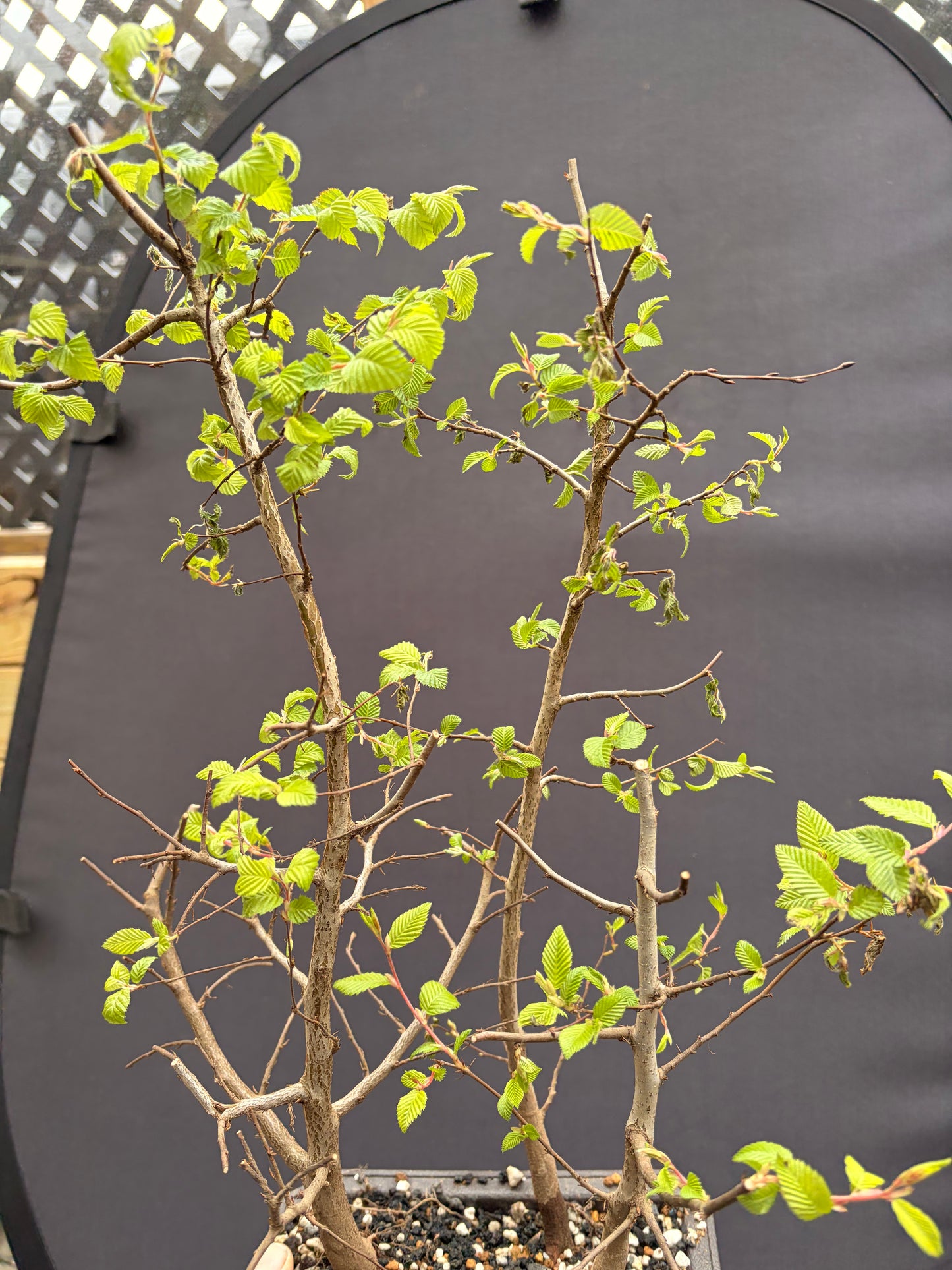 Korean hornbeam trio