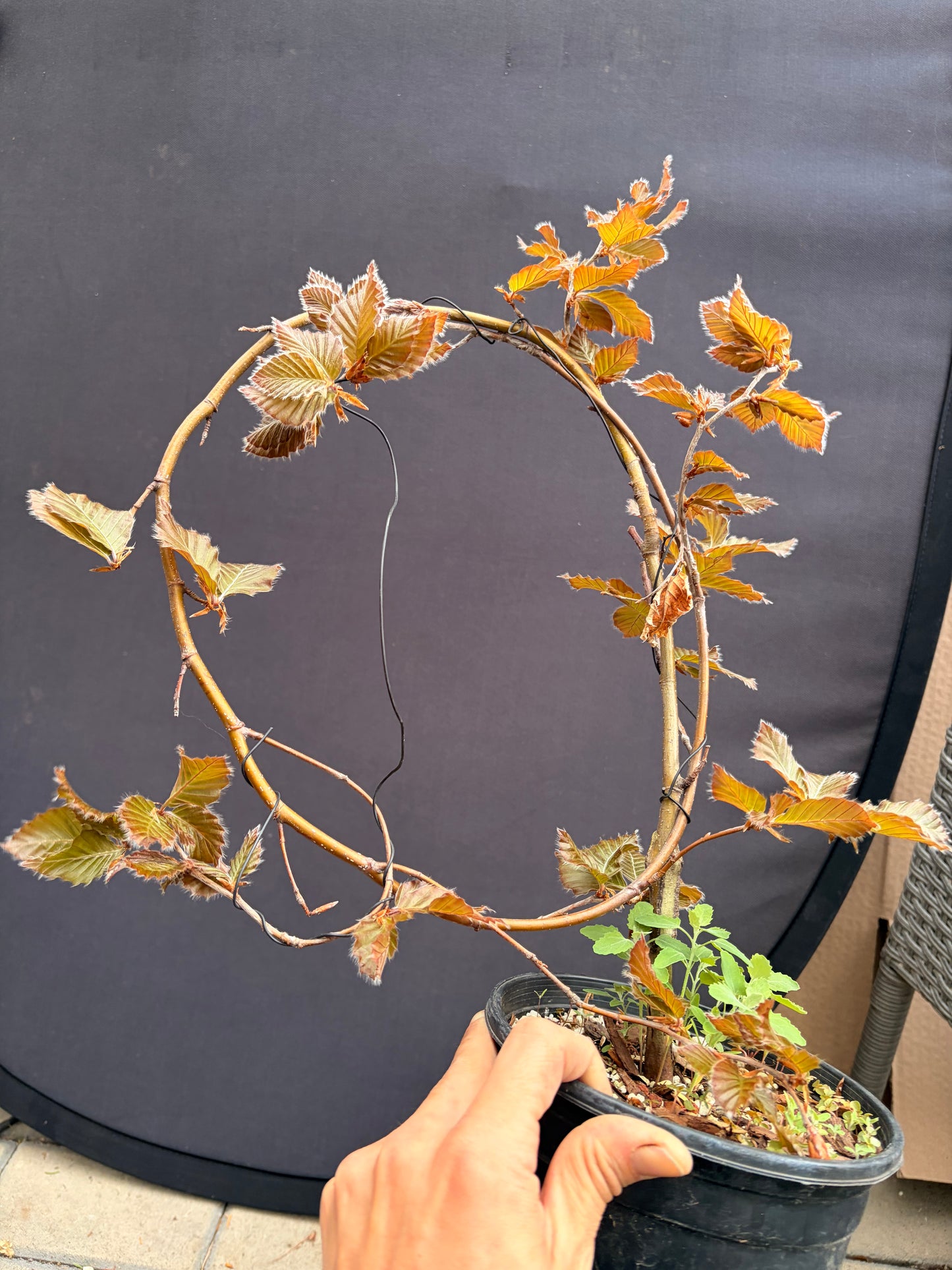 Purple European beech