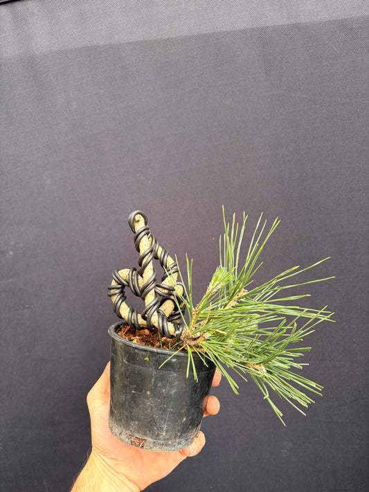 Japanese black pine