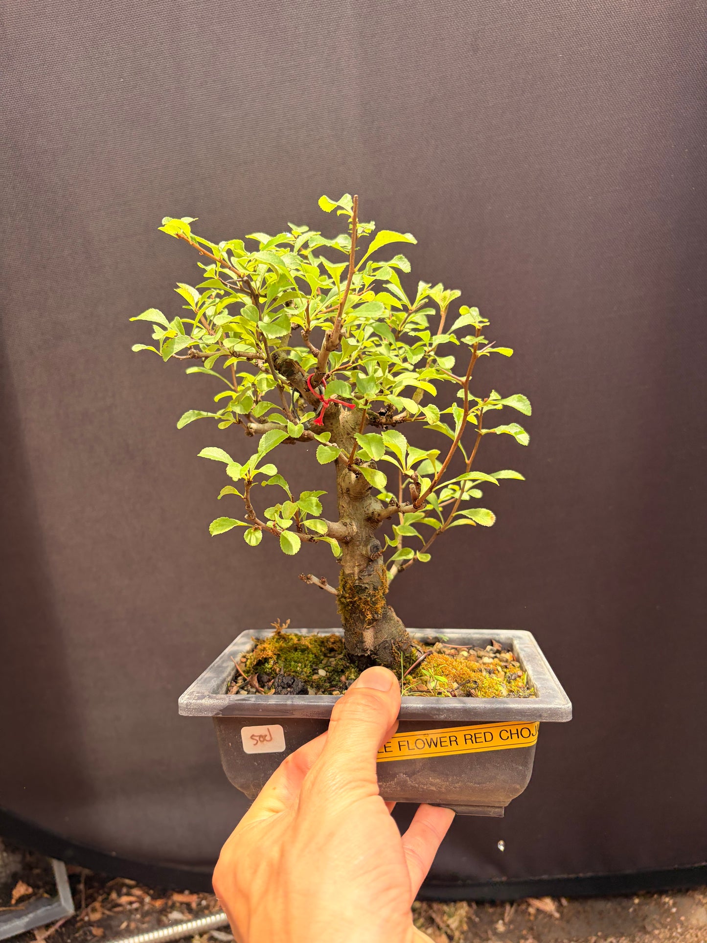Chojubai RARE double red flower