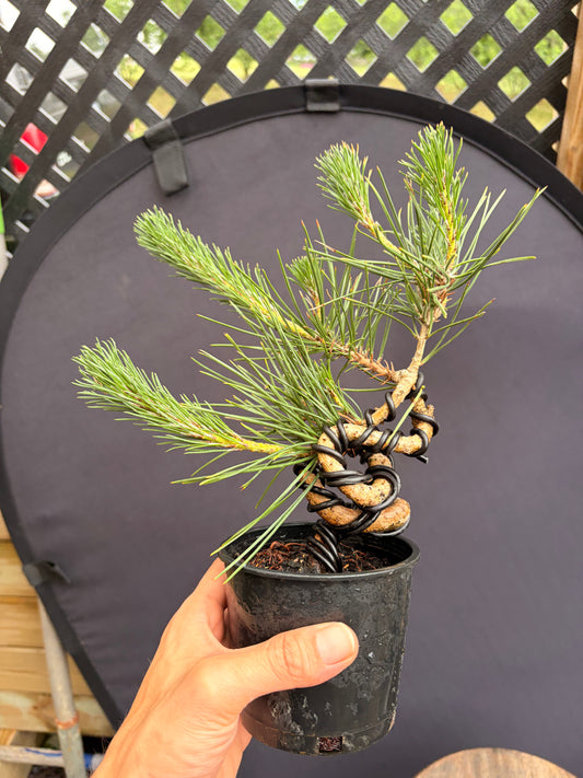 Japanese black pine
