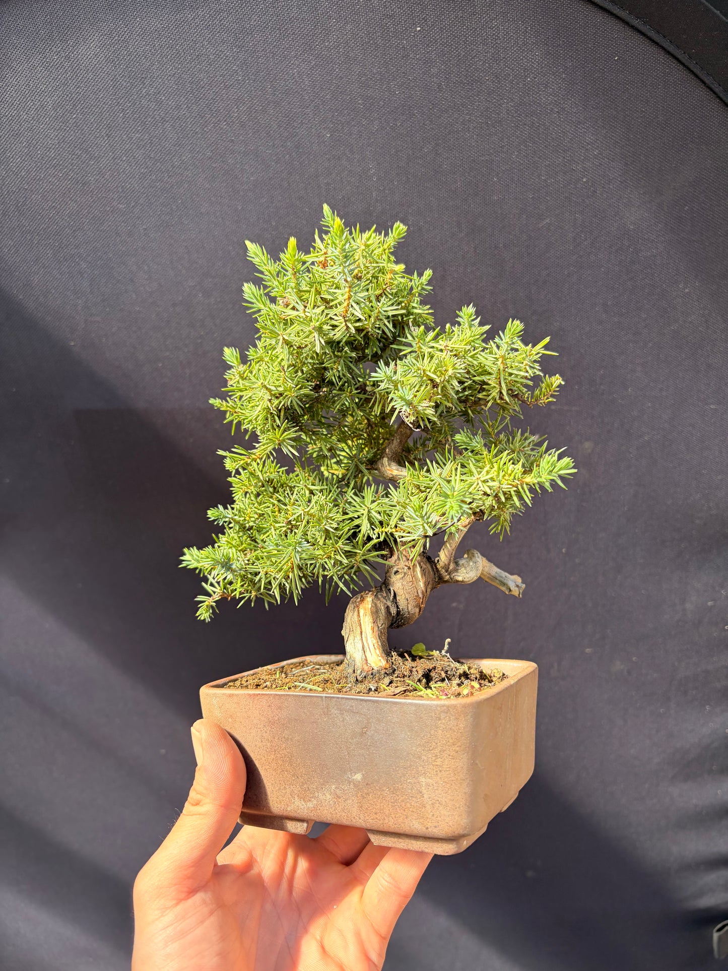 Dwarf Tosho needle juniper