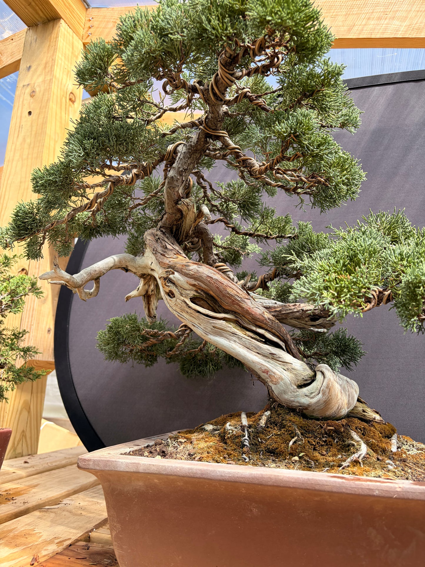 Shimpaku juniper