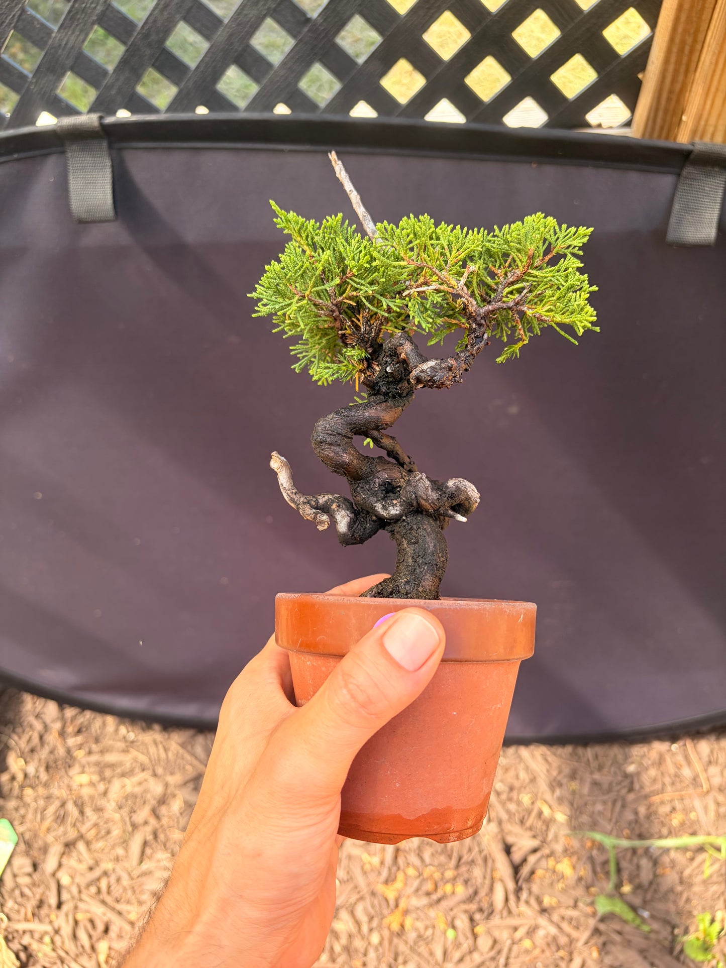 Shimpaku juniper