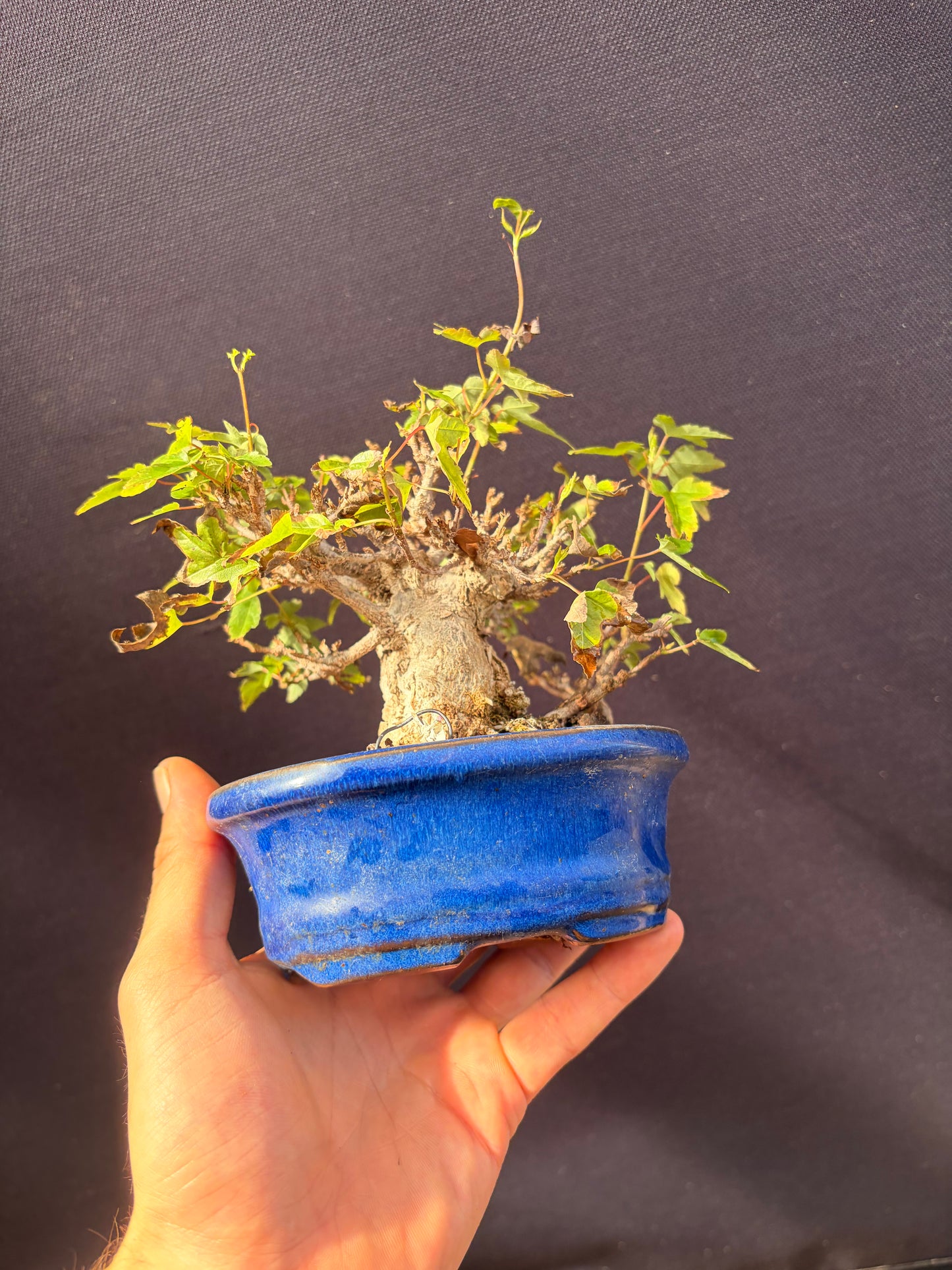 Trident maple