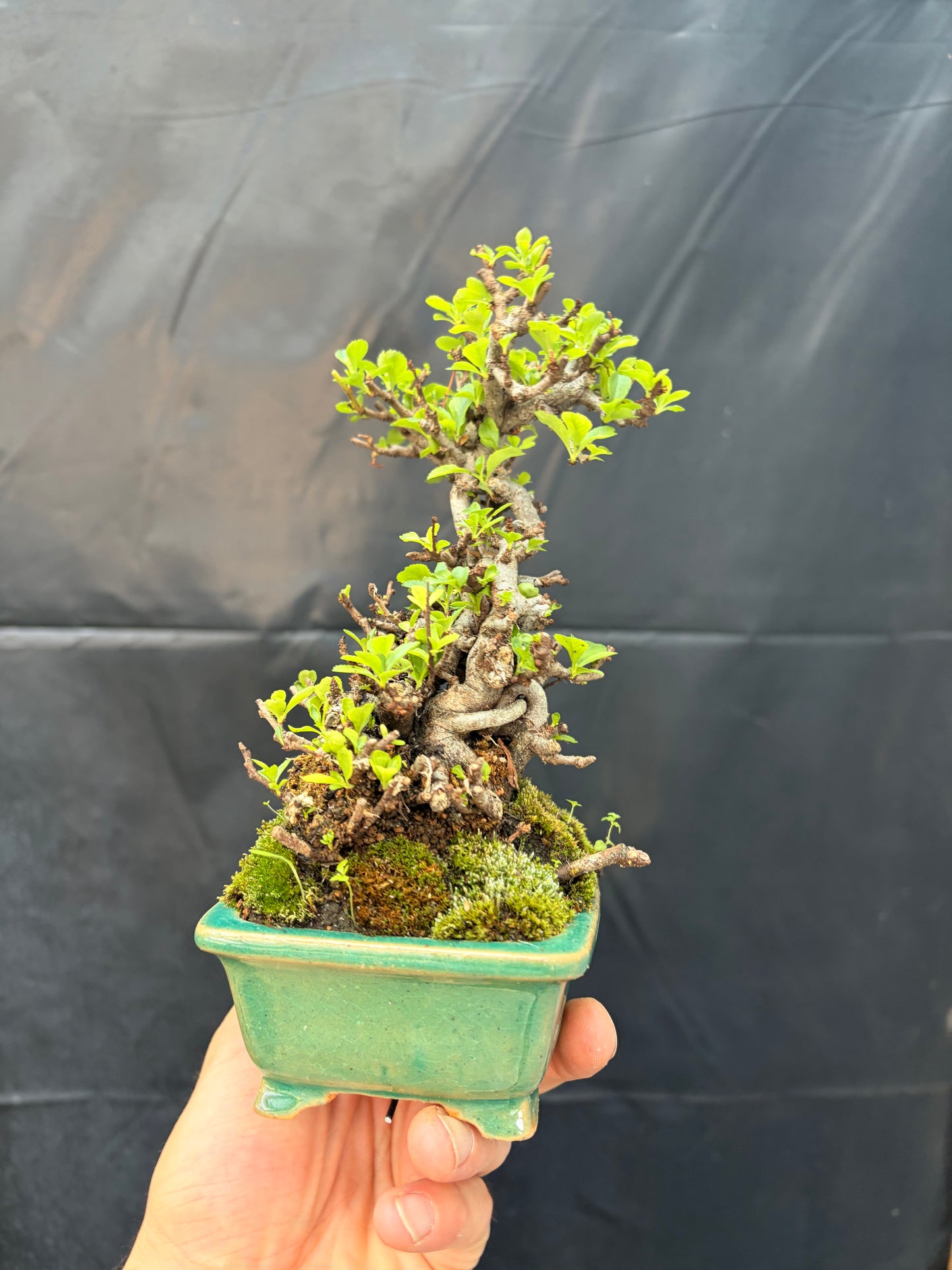 Red chojubai