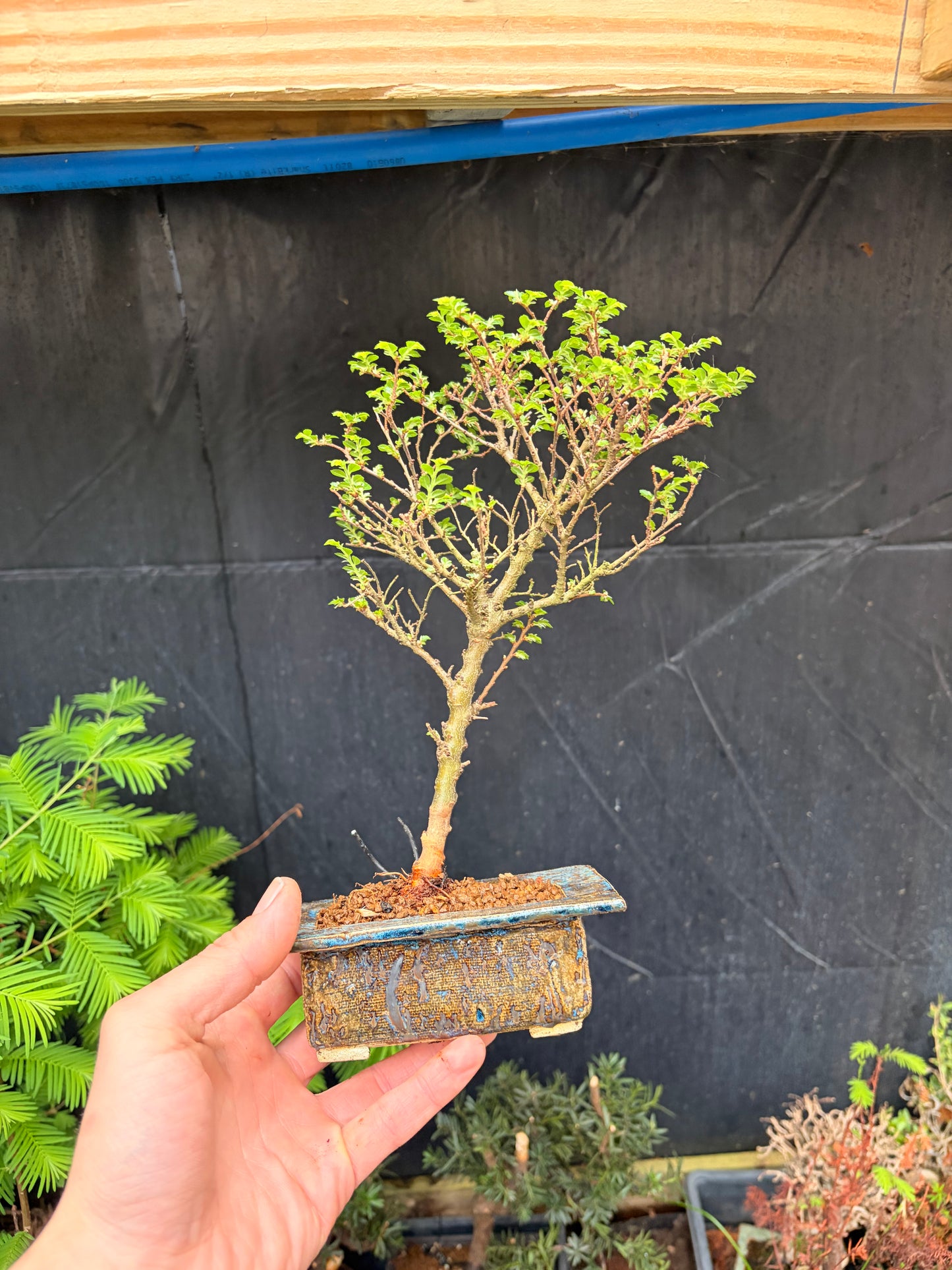Seiju elm