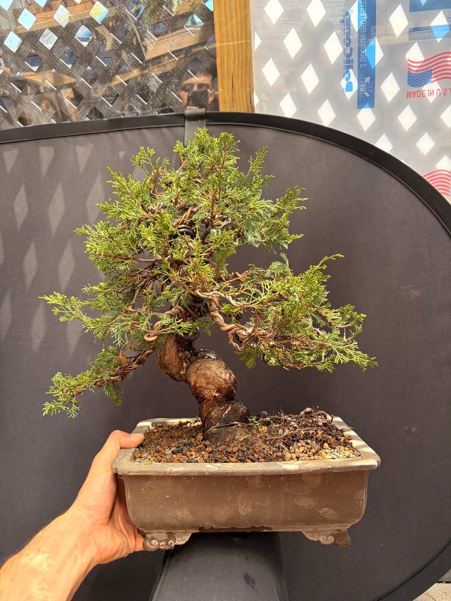Shimpaku juniper itoigawa