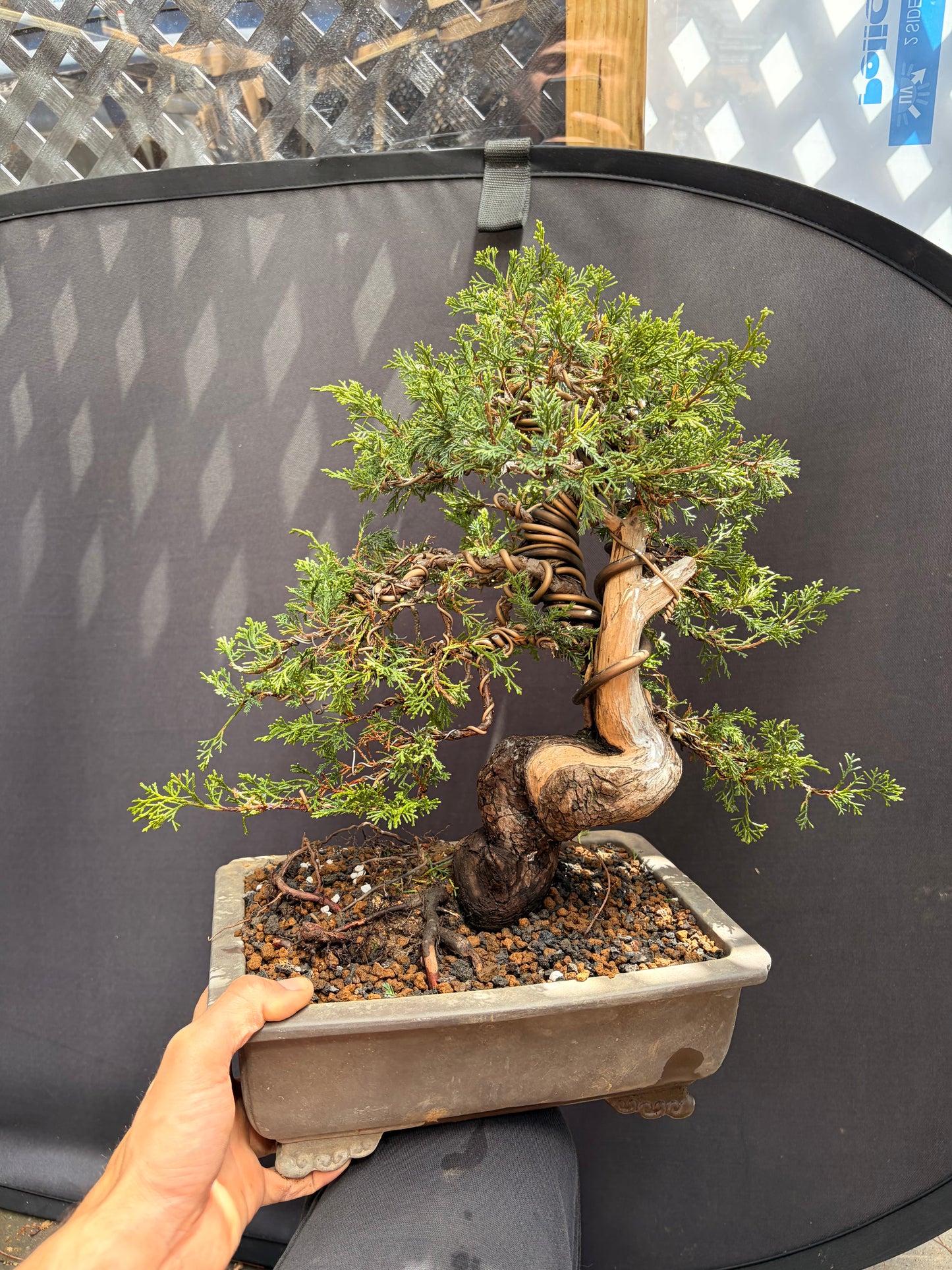 Shimpaku juniper itoigawa