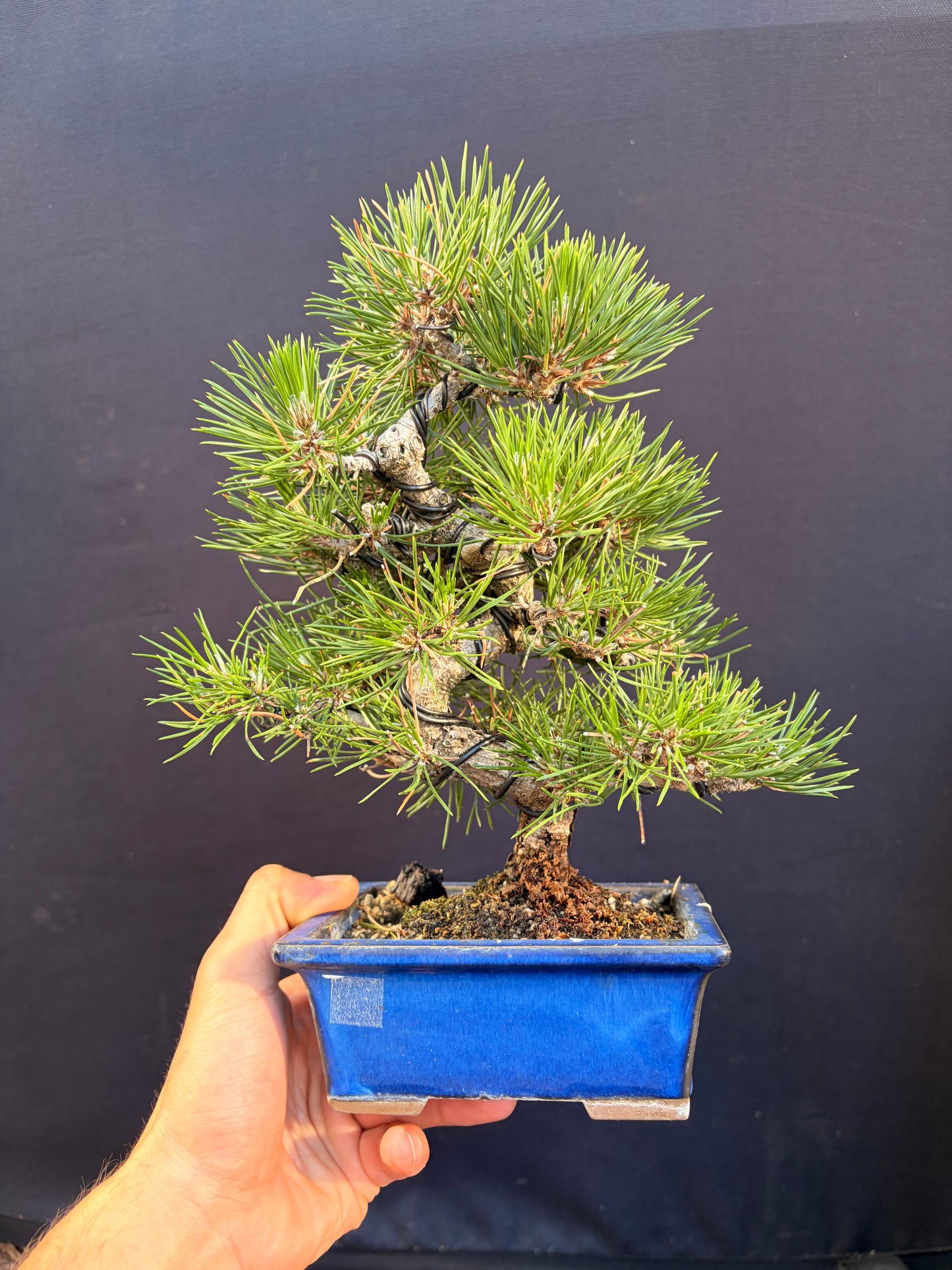 Japanese black pine