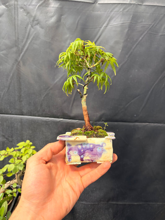 Dwarf Japanese maple