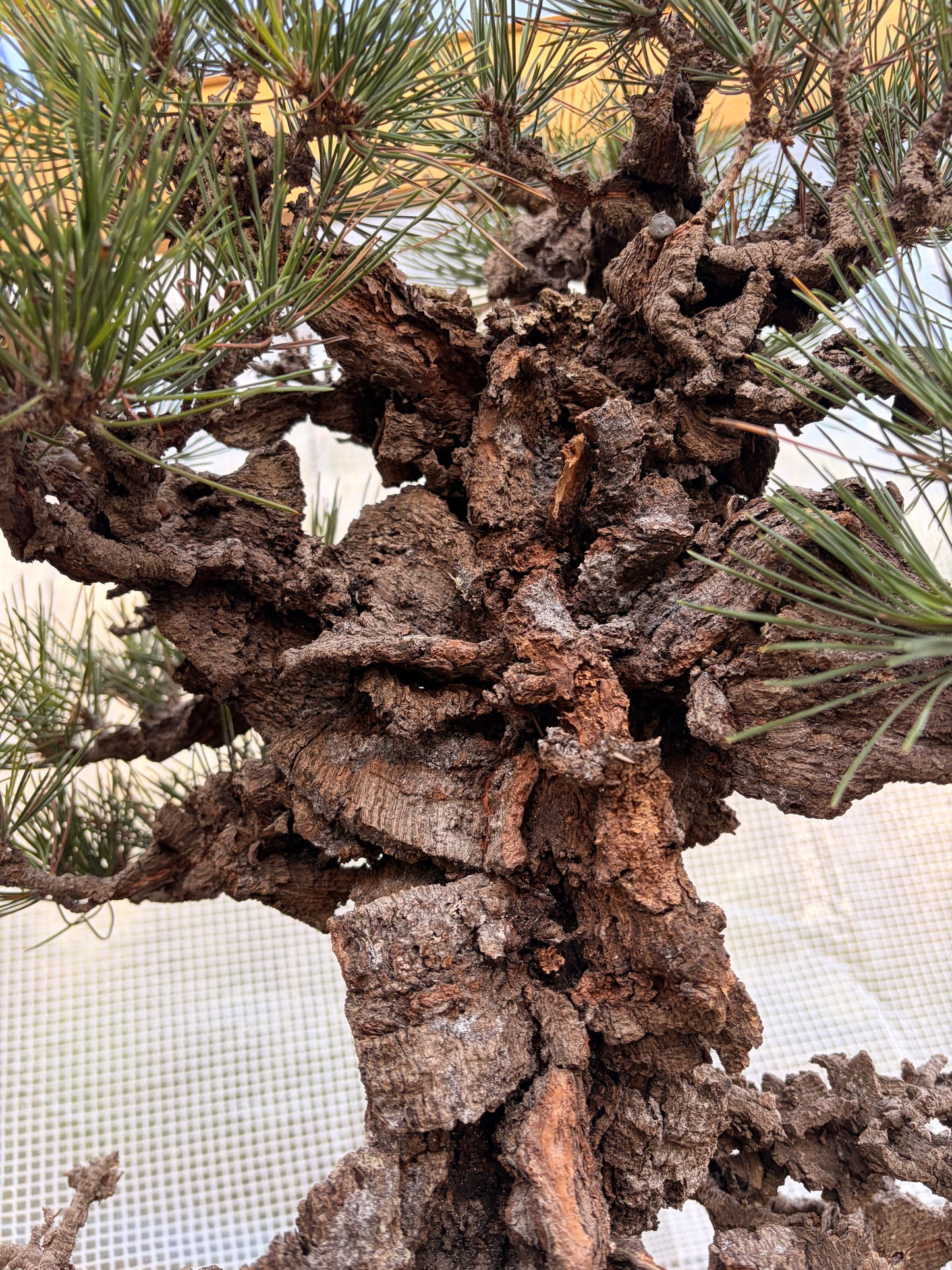 Japanese black pine cork bark yume nishiki