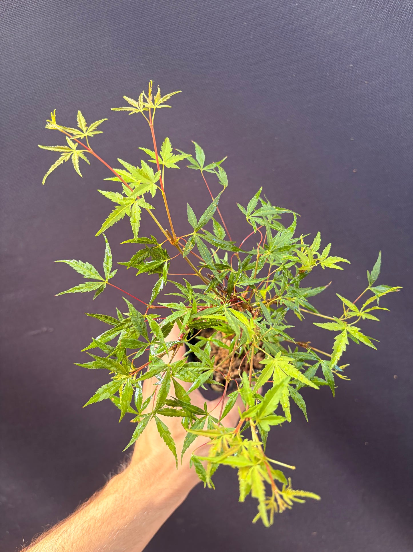 Dwarf Japanese maple