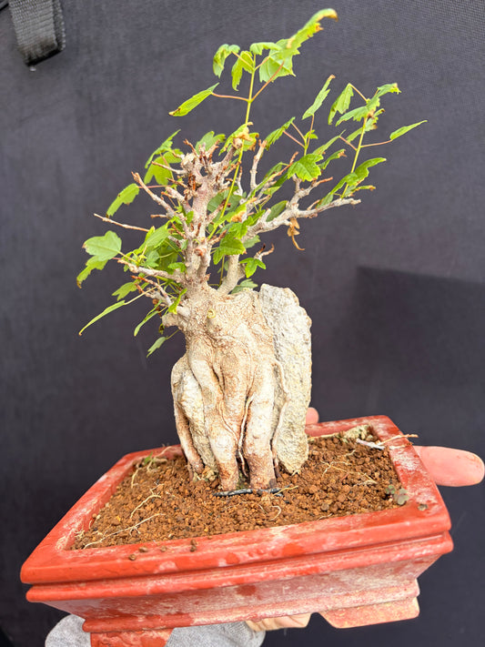 Trident maple root over rock