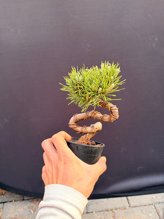 Mugo pine dwarf