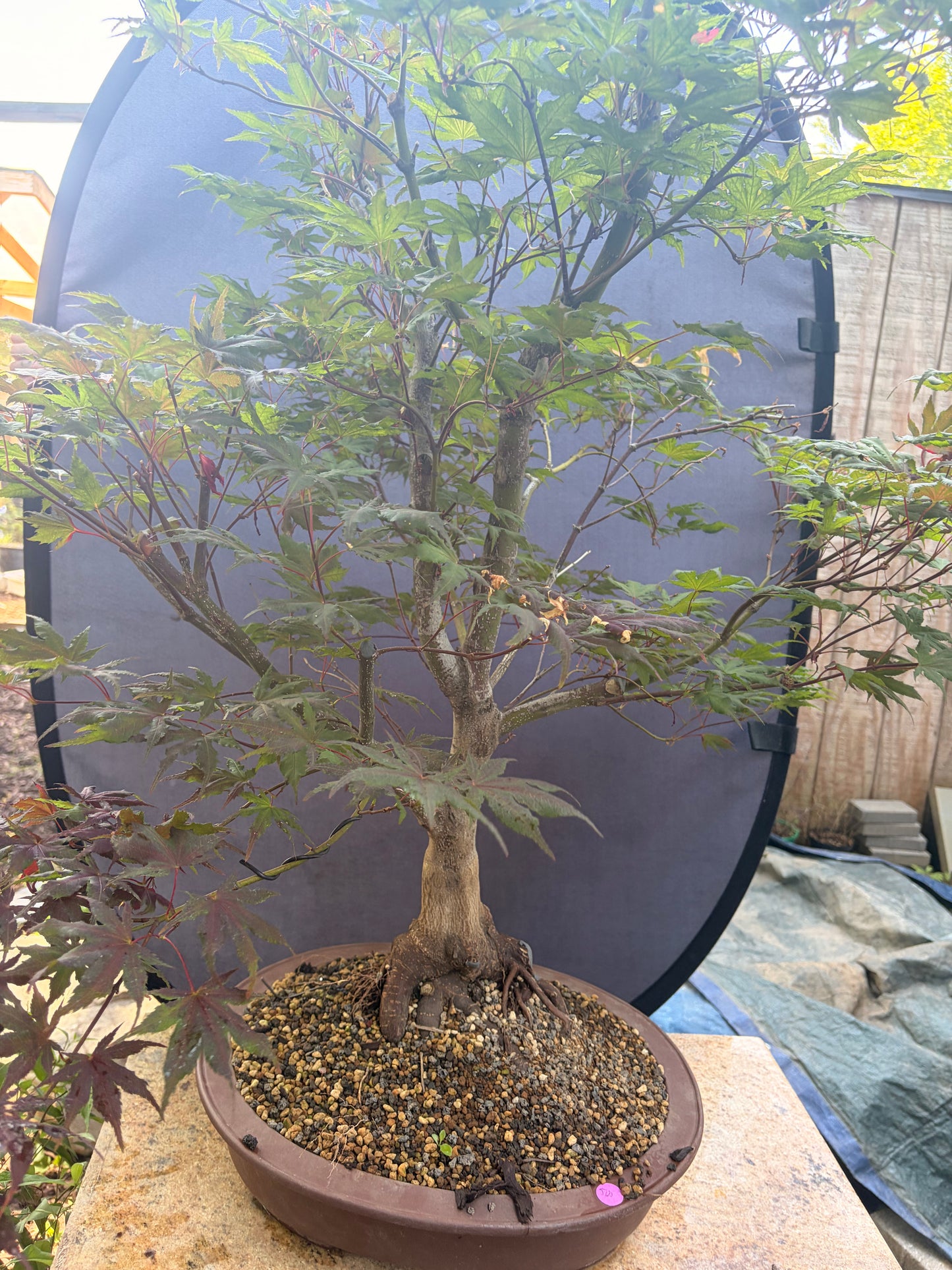 Japanese maple purple ghost