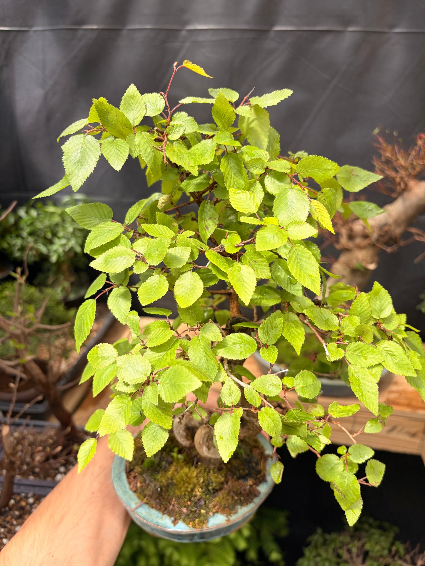 Korean hornbeam