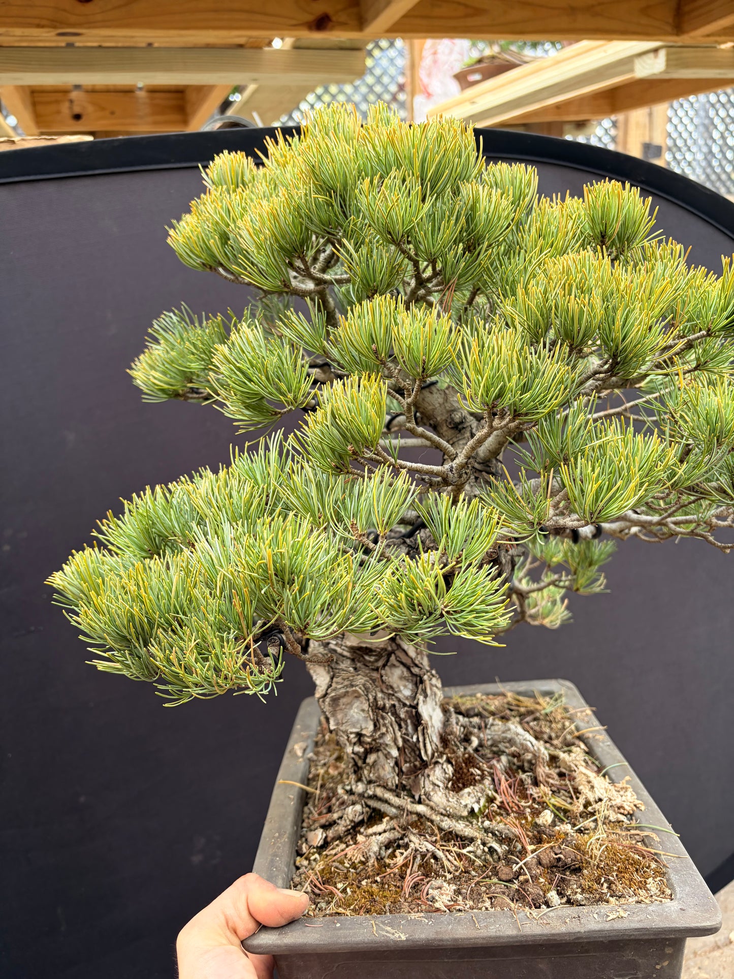 Japanese 5 needle pine