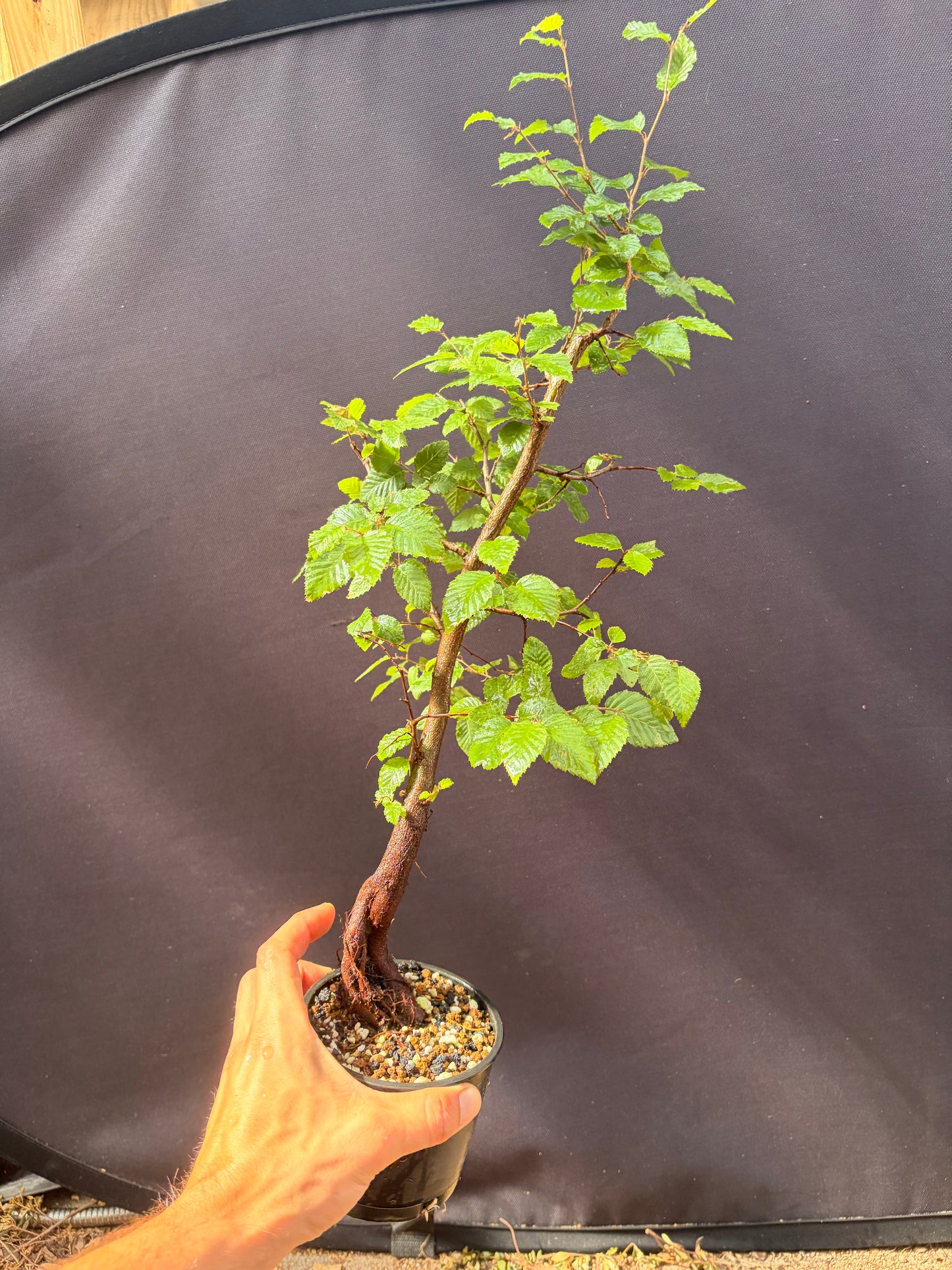 Korean hornbeam