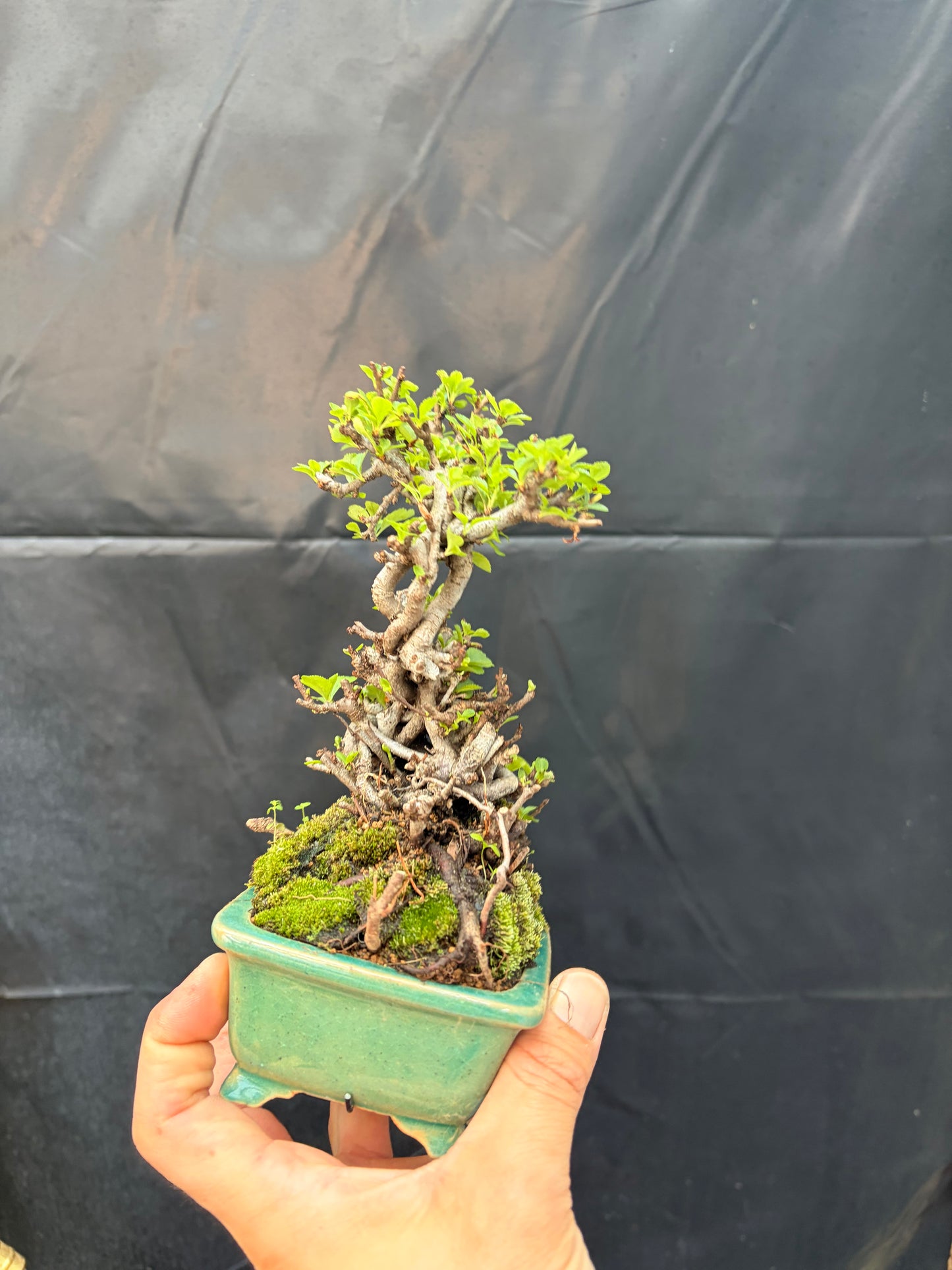 Red chojubai