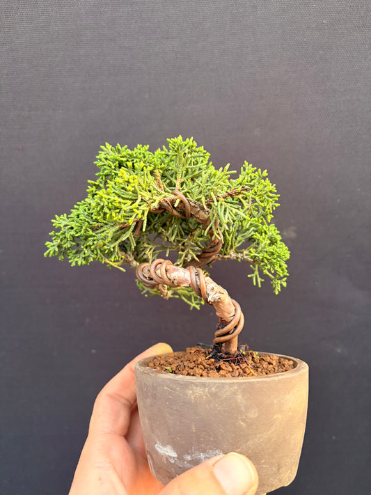 Shimpaku juniper