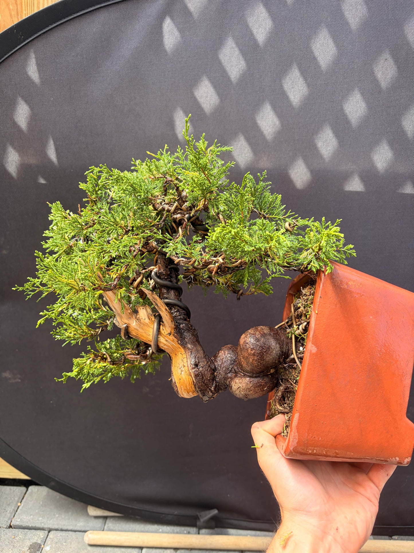 Shimpaku juniper itoigawa