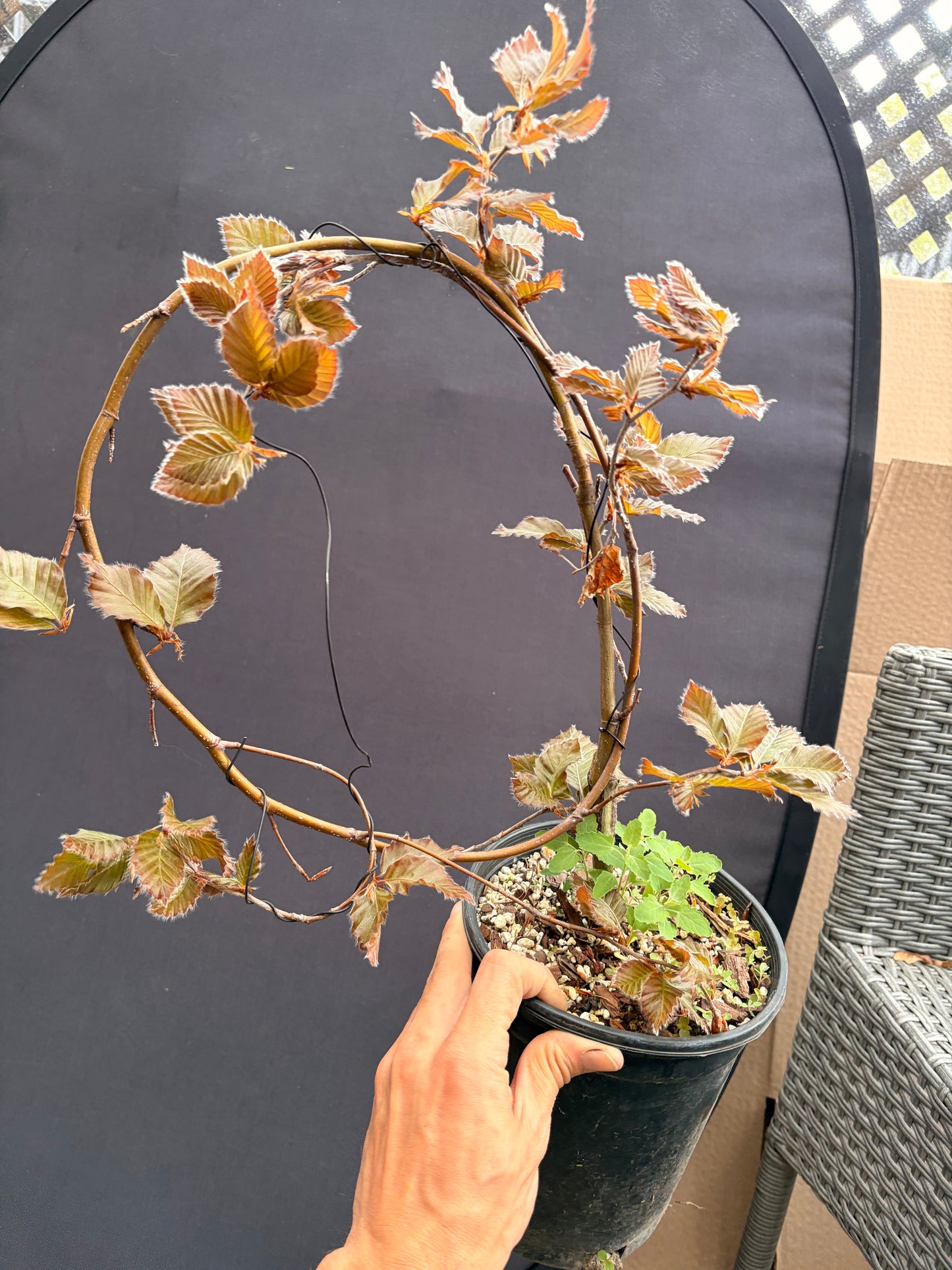 Purple European beech