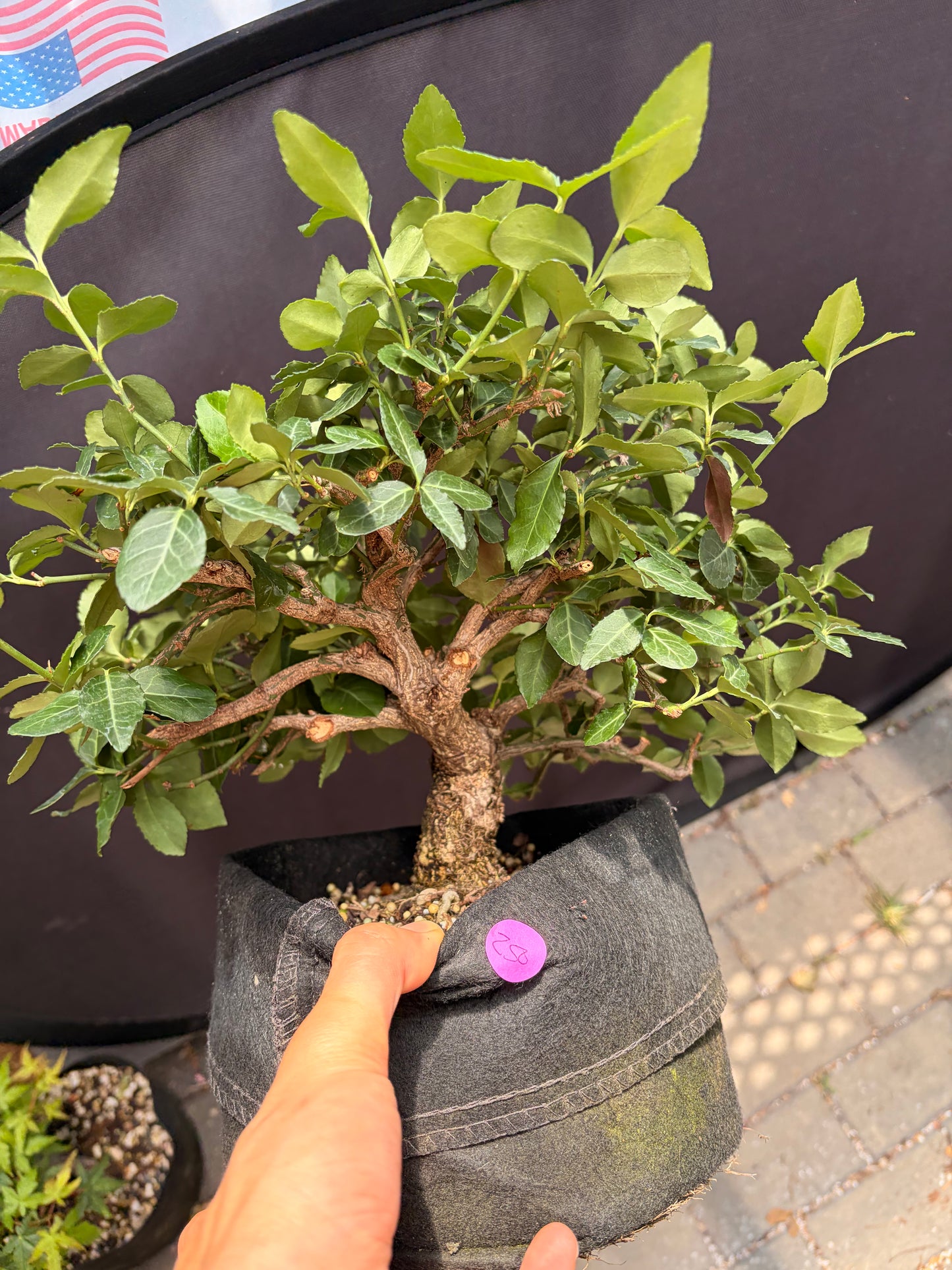 Euonymus