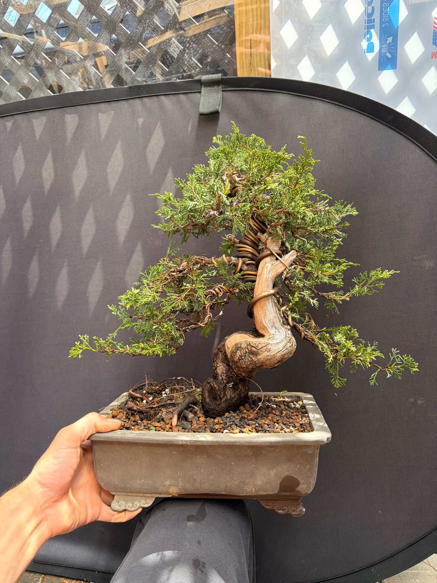 Shimpaku juniper itoigawa