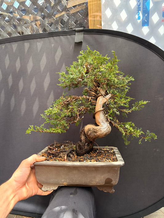 Shimpaku juniper itoigawa