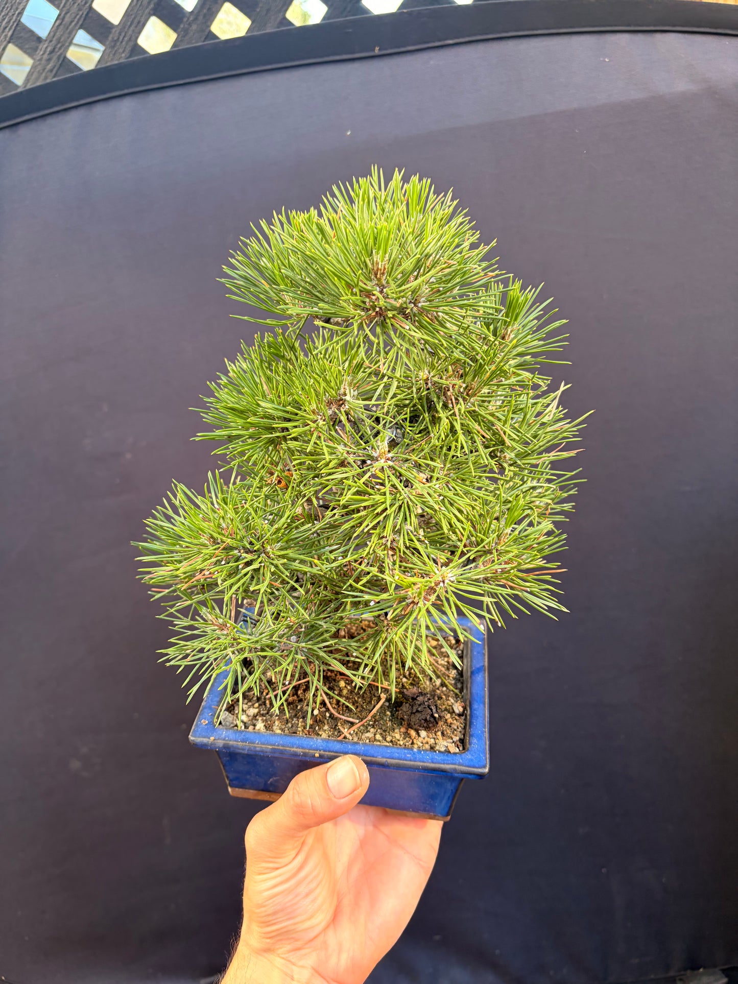 Japanese black pine