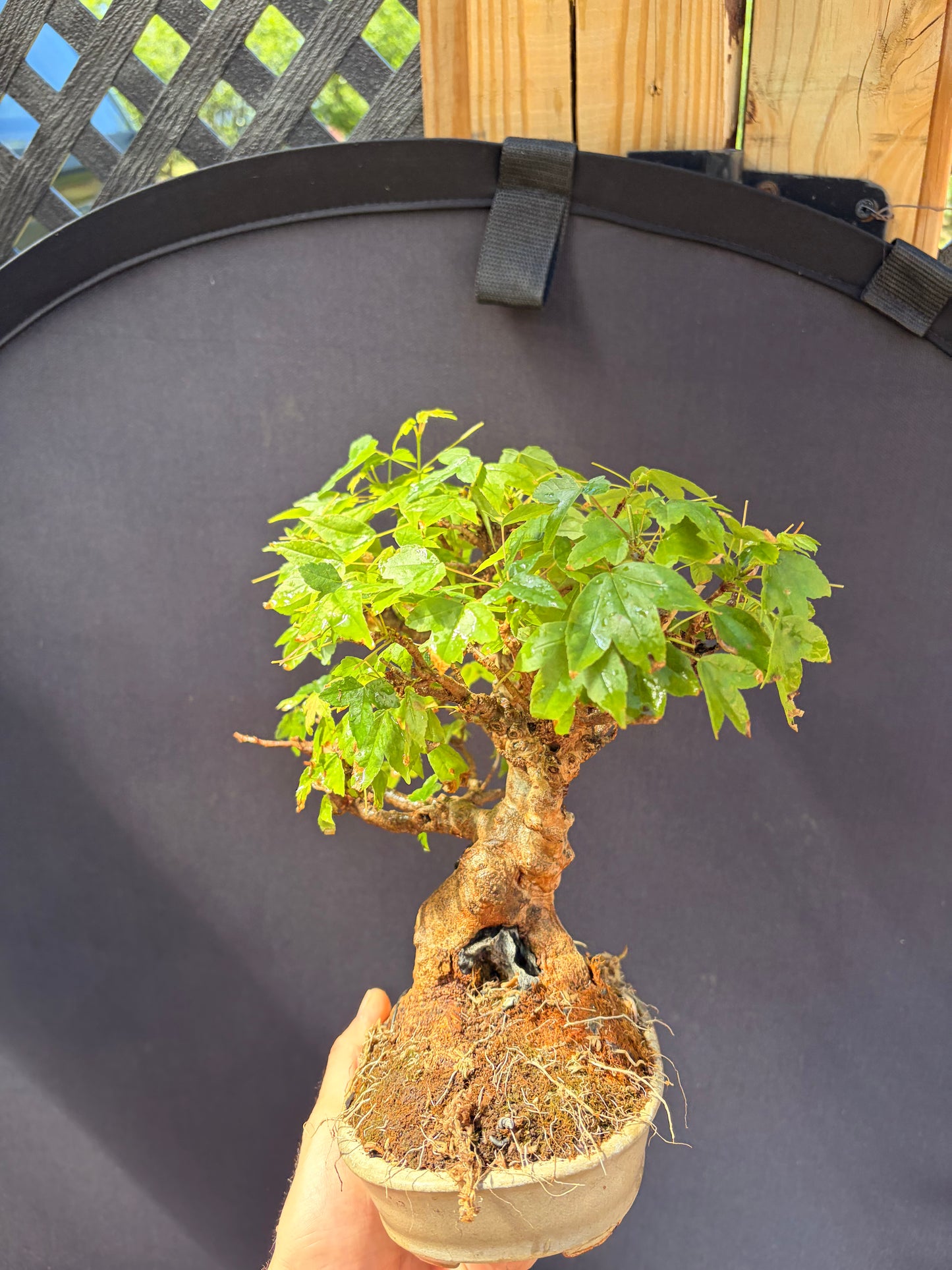 Trident maple root over rock