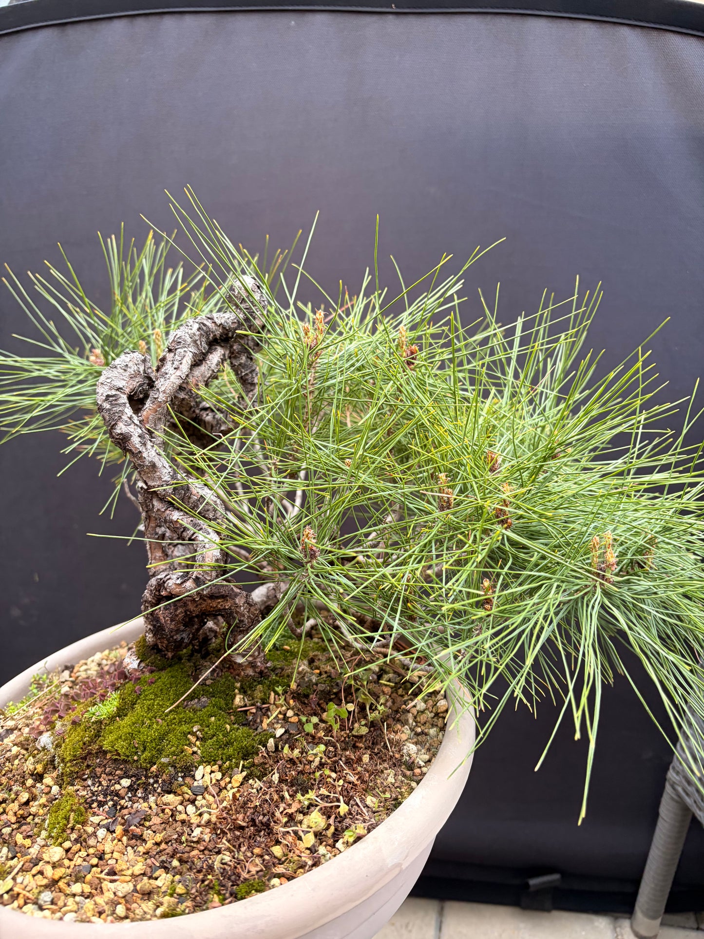 Japanese red pine