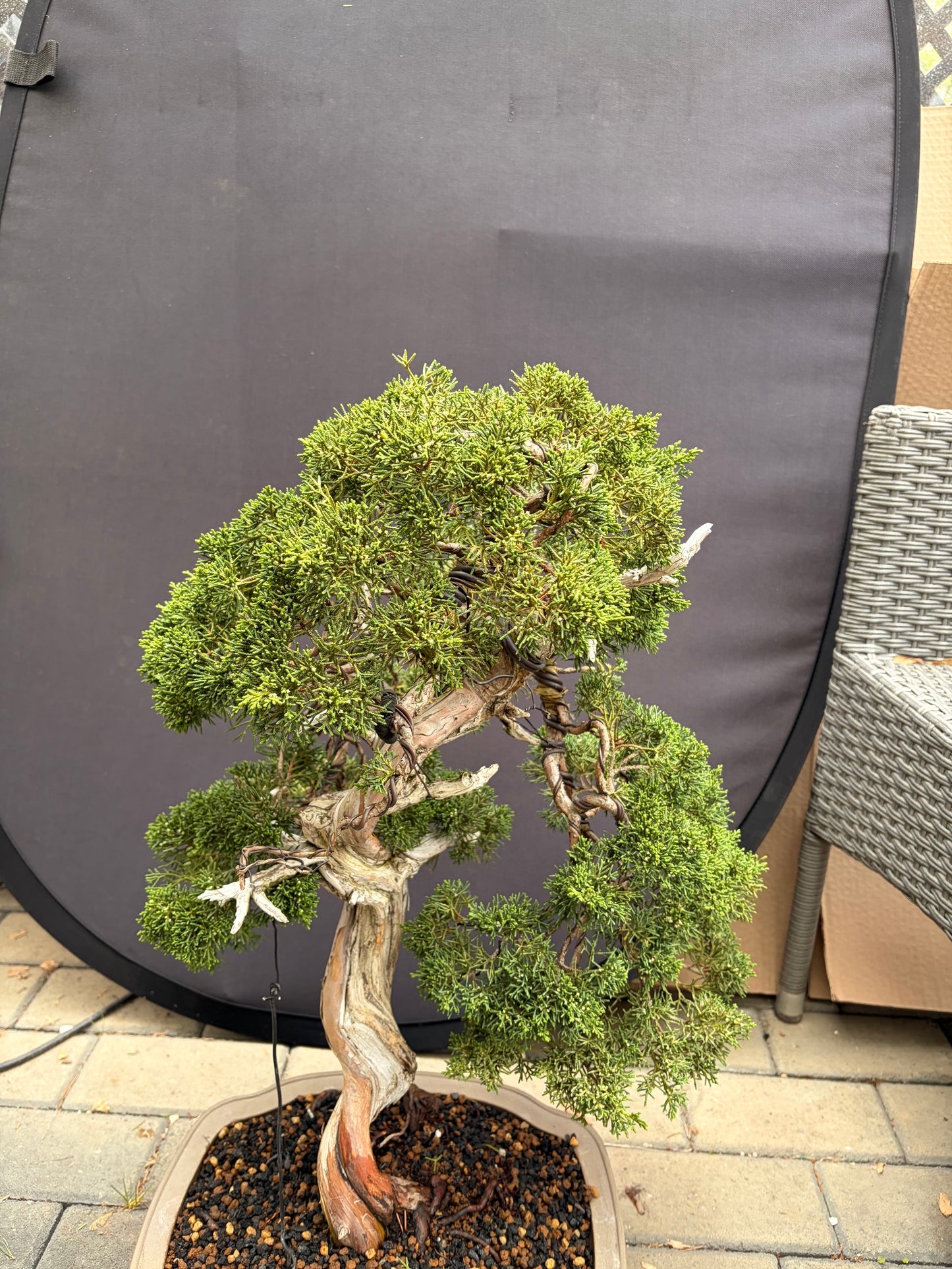 Shimpaku juniper Kishu