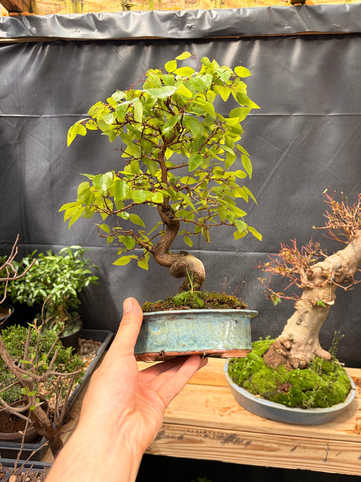 Korean hornbeam