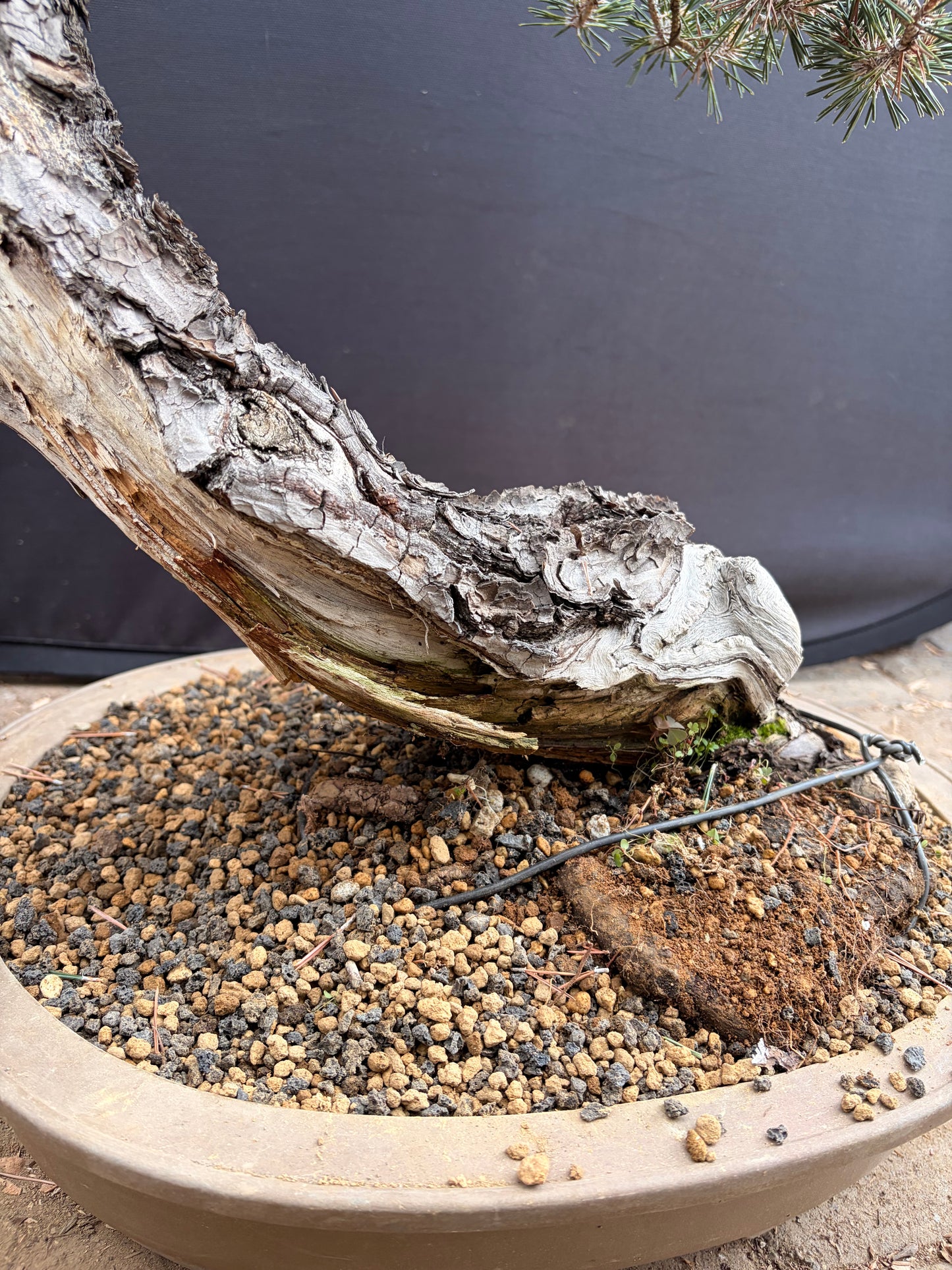 Kotobuki Japanese black pine
