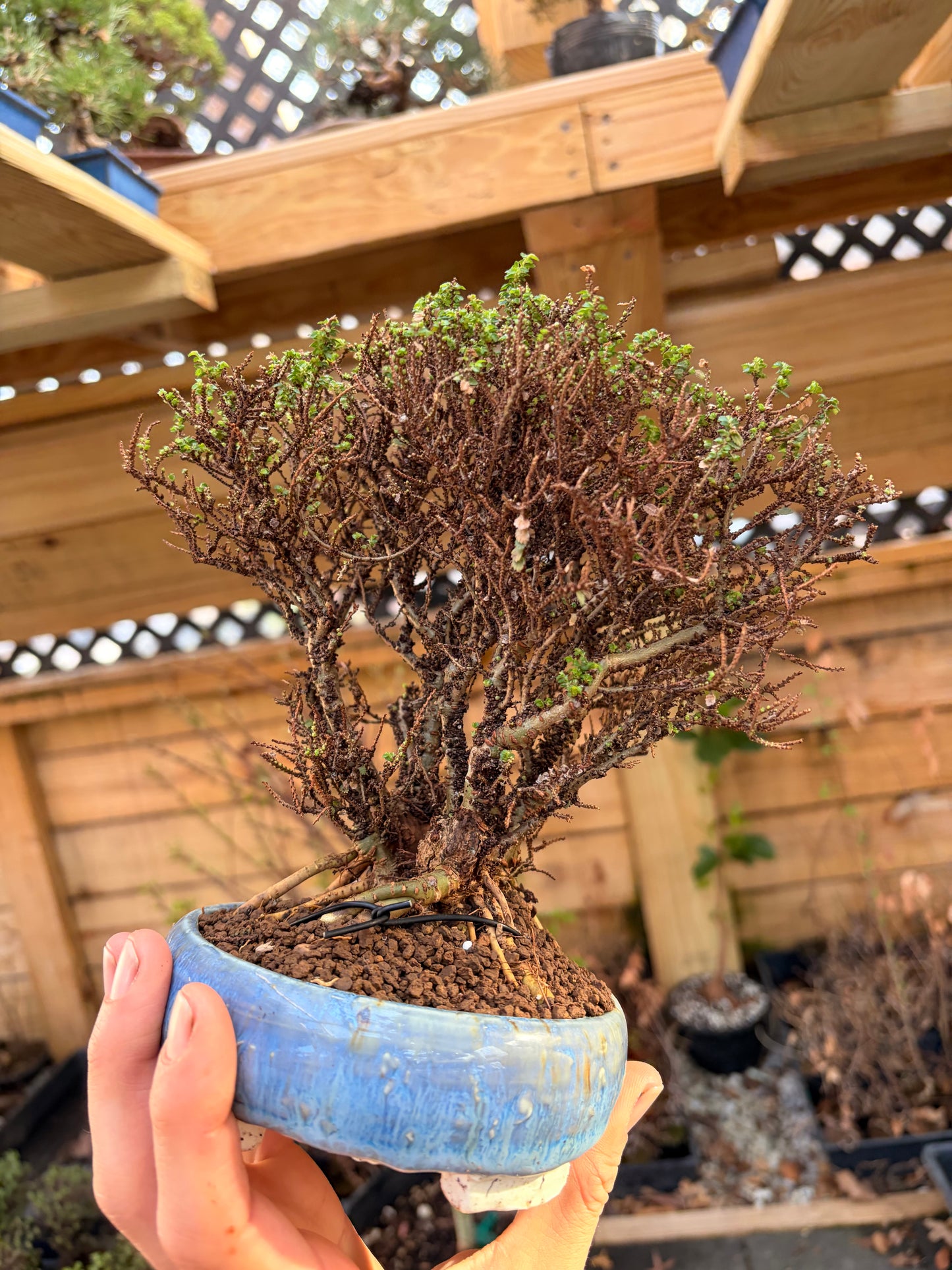 Hokkaido Chinese elm