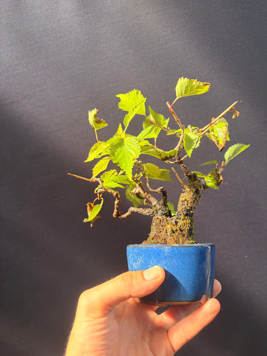 Ume