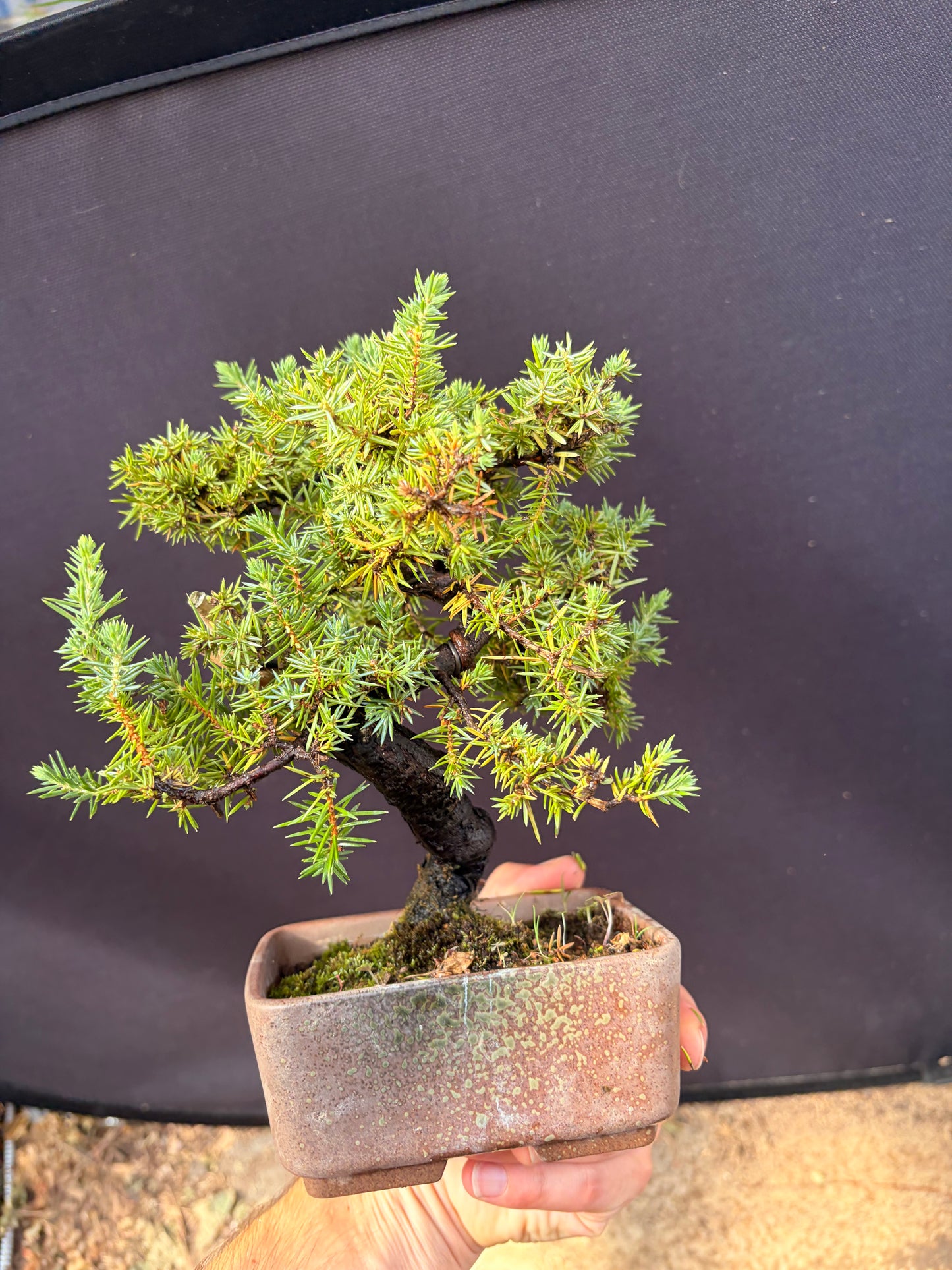 Tosho needle juniper