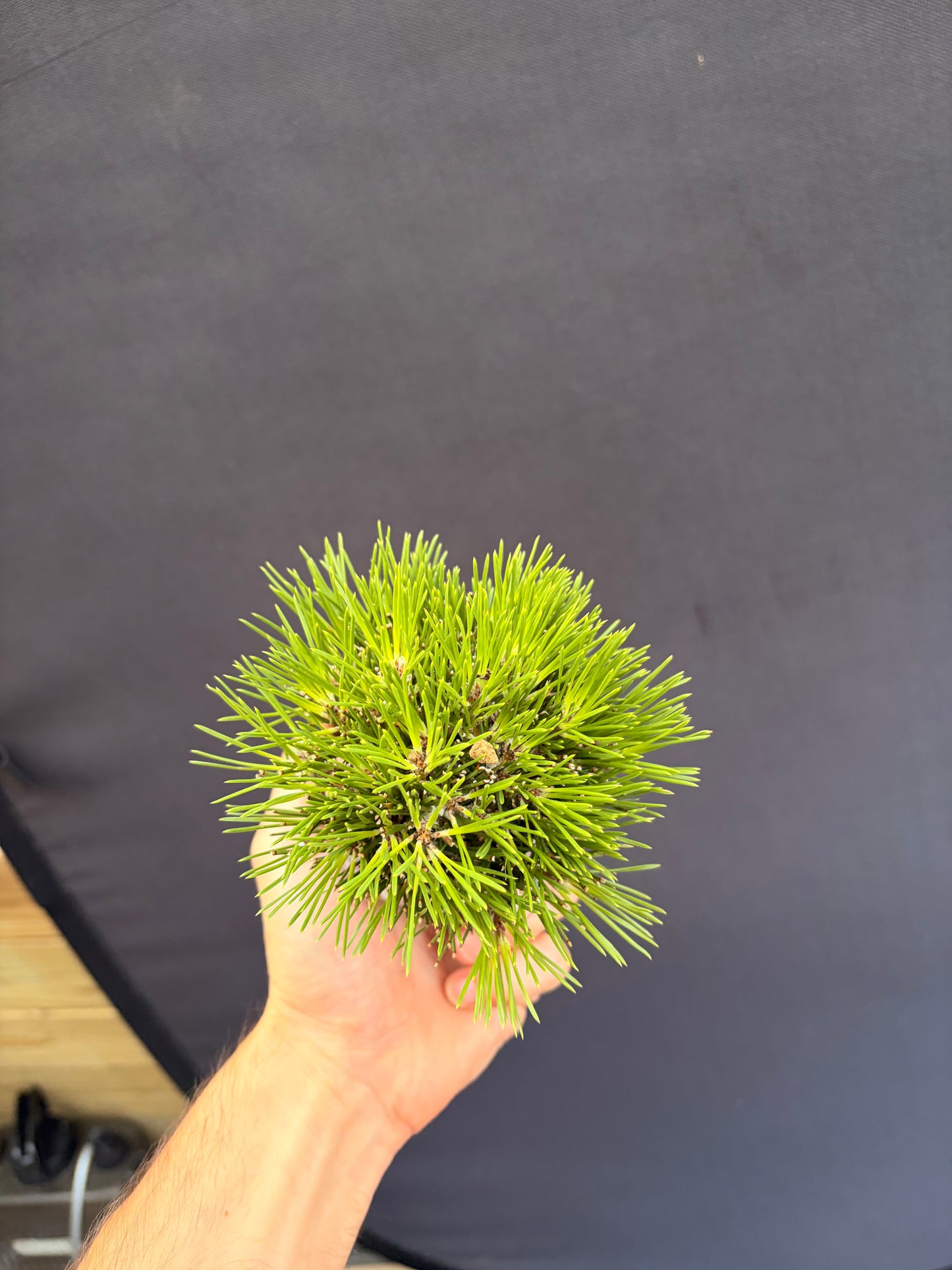 Japanese black pine